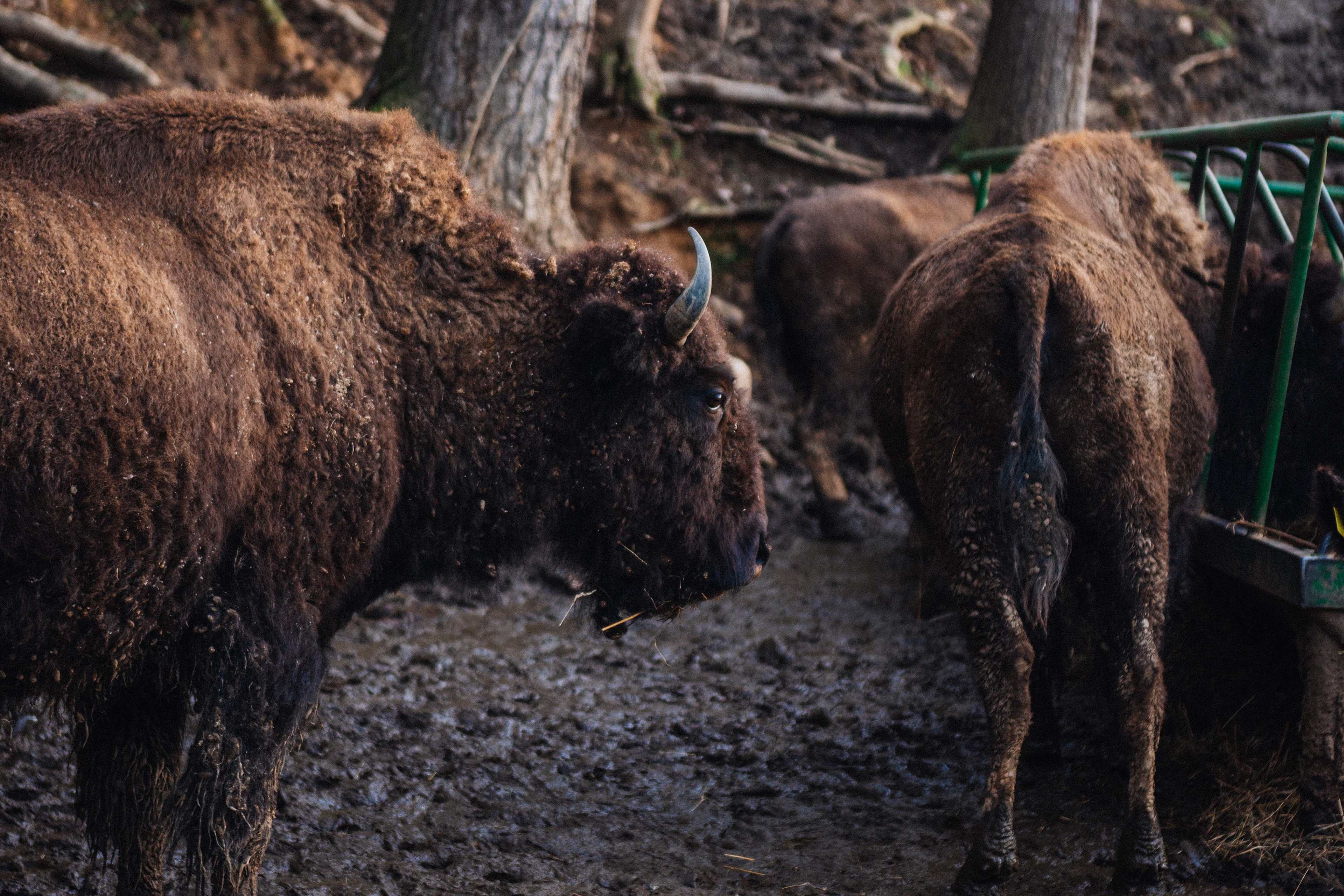 Buffalo Creek Vacations