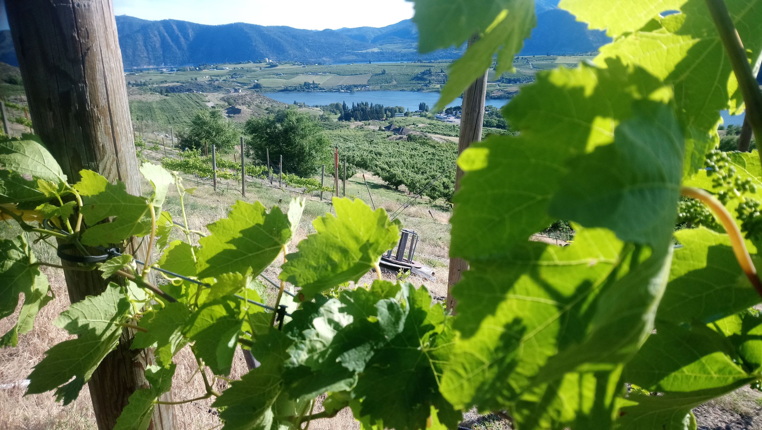 View south through a vineyard block
