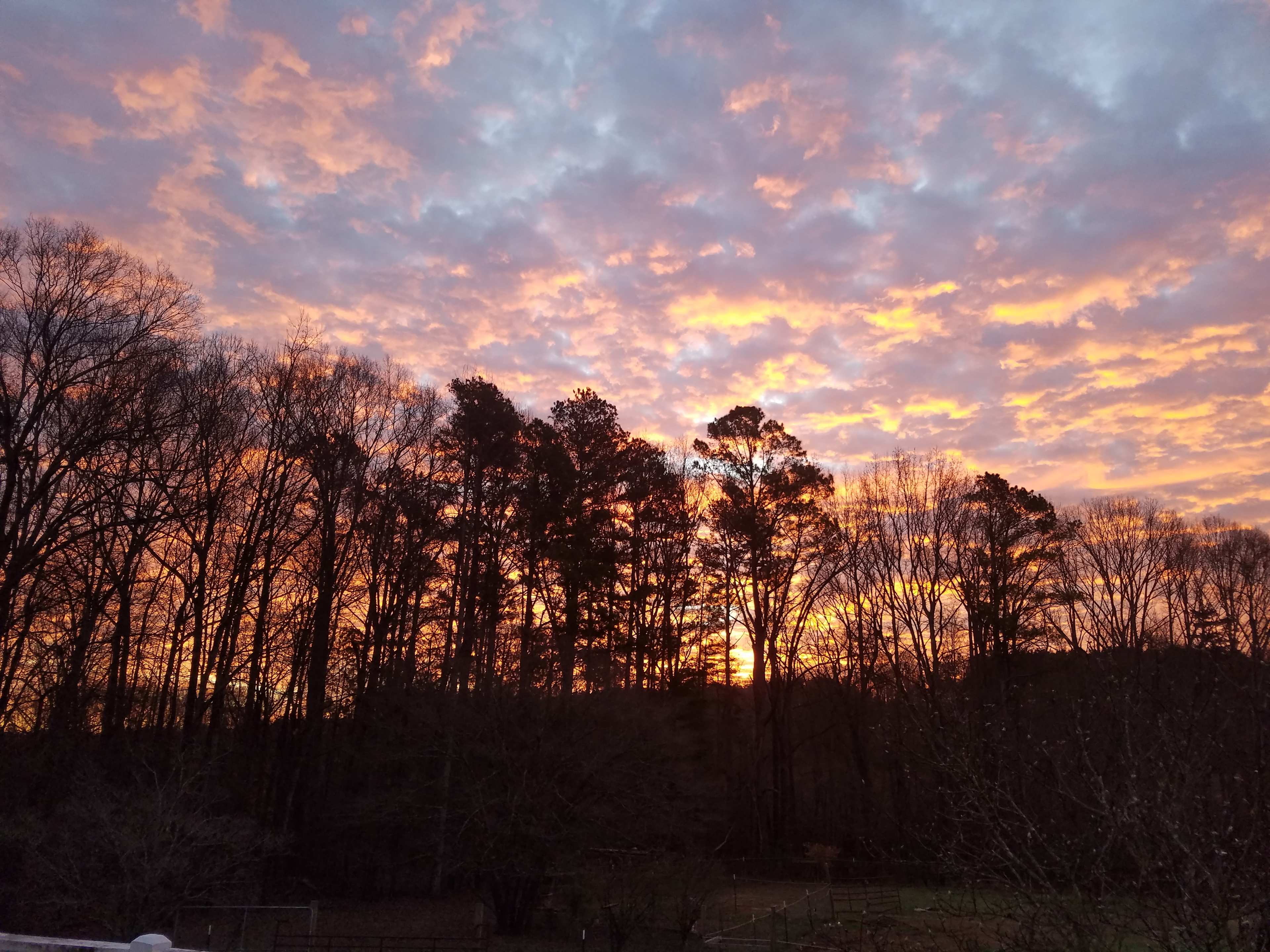 Sunrise over the trees.