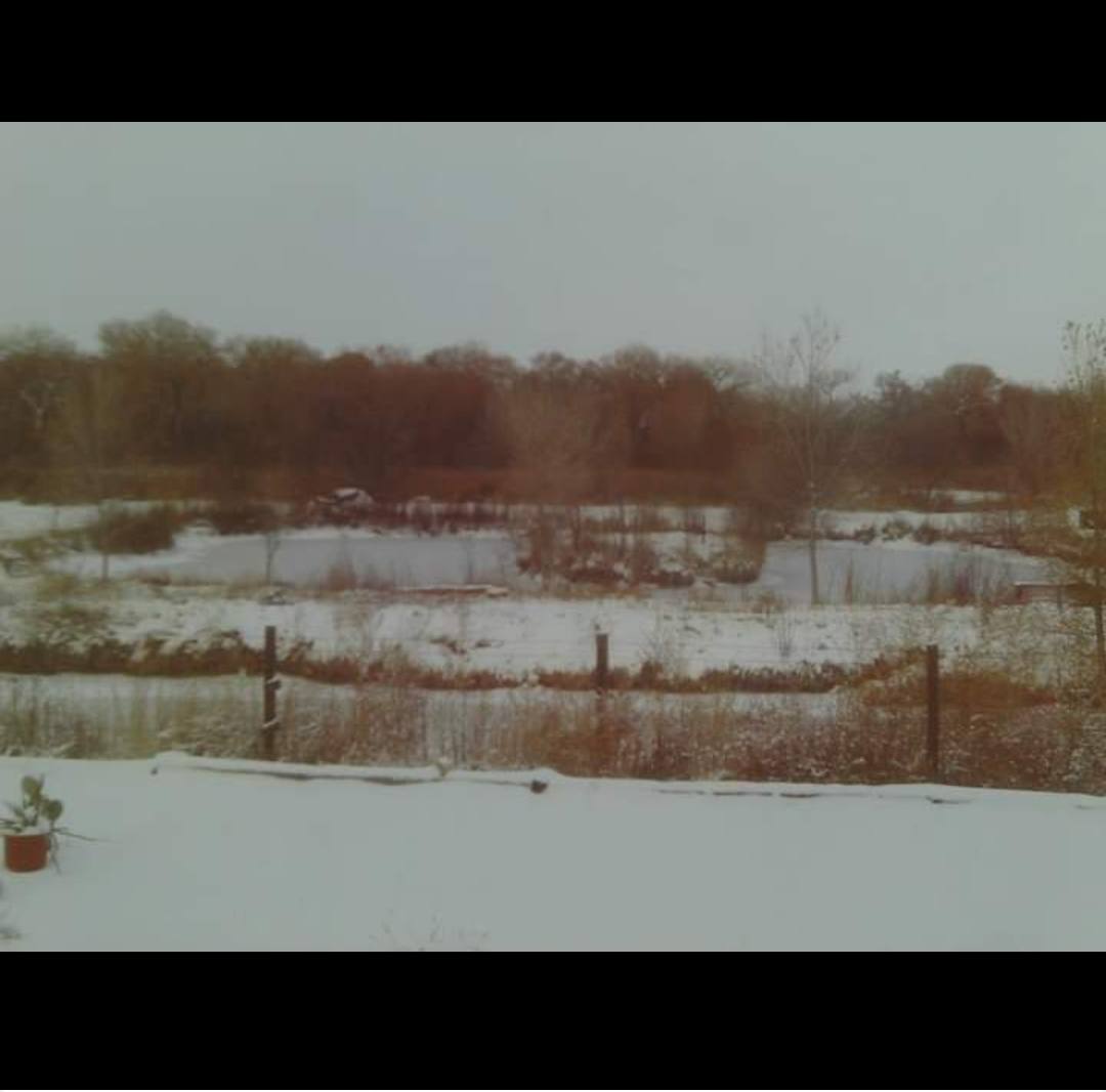 Snowy winter ponds and cottonwood forest. 