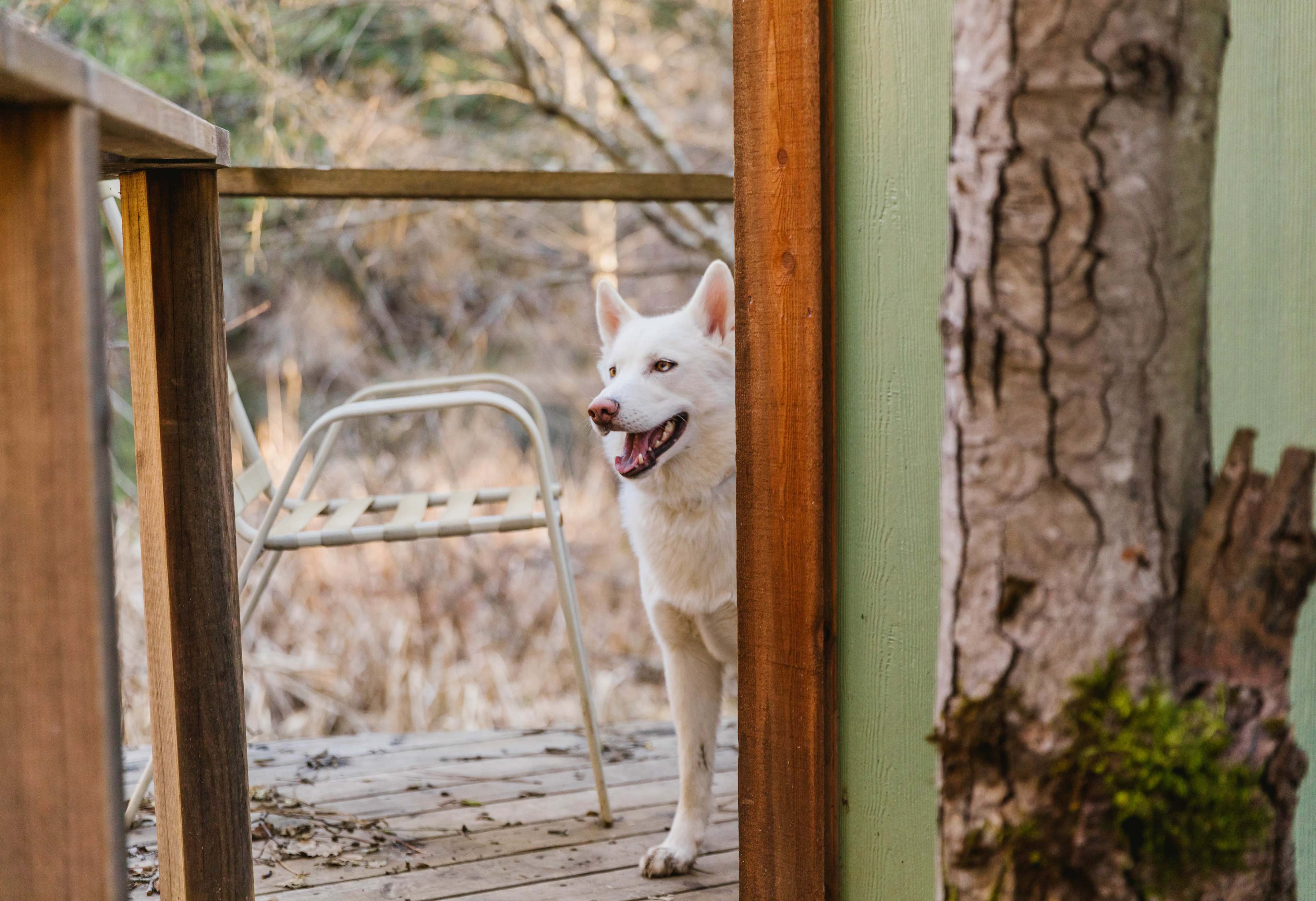 Dogs allowed!