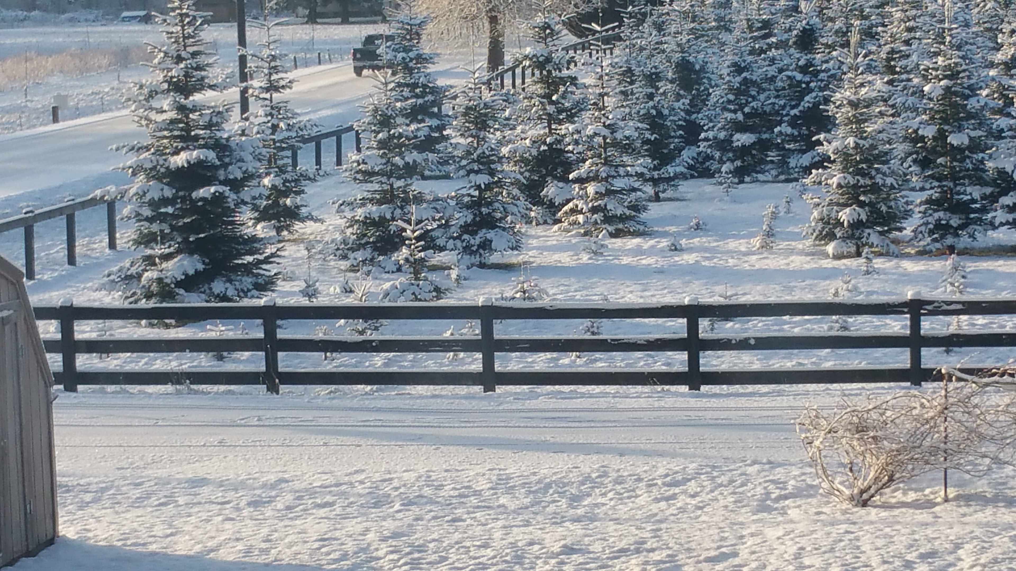 Christmas Tree Farm across the street view from campsite.
