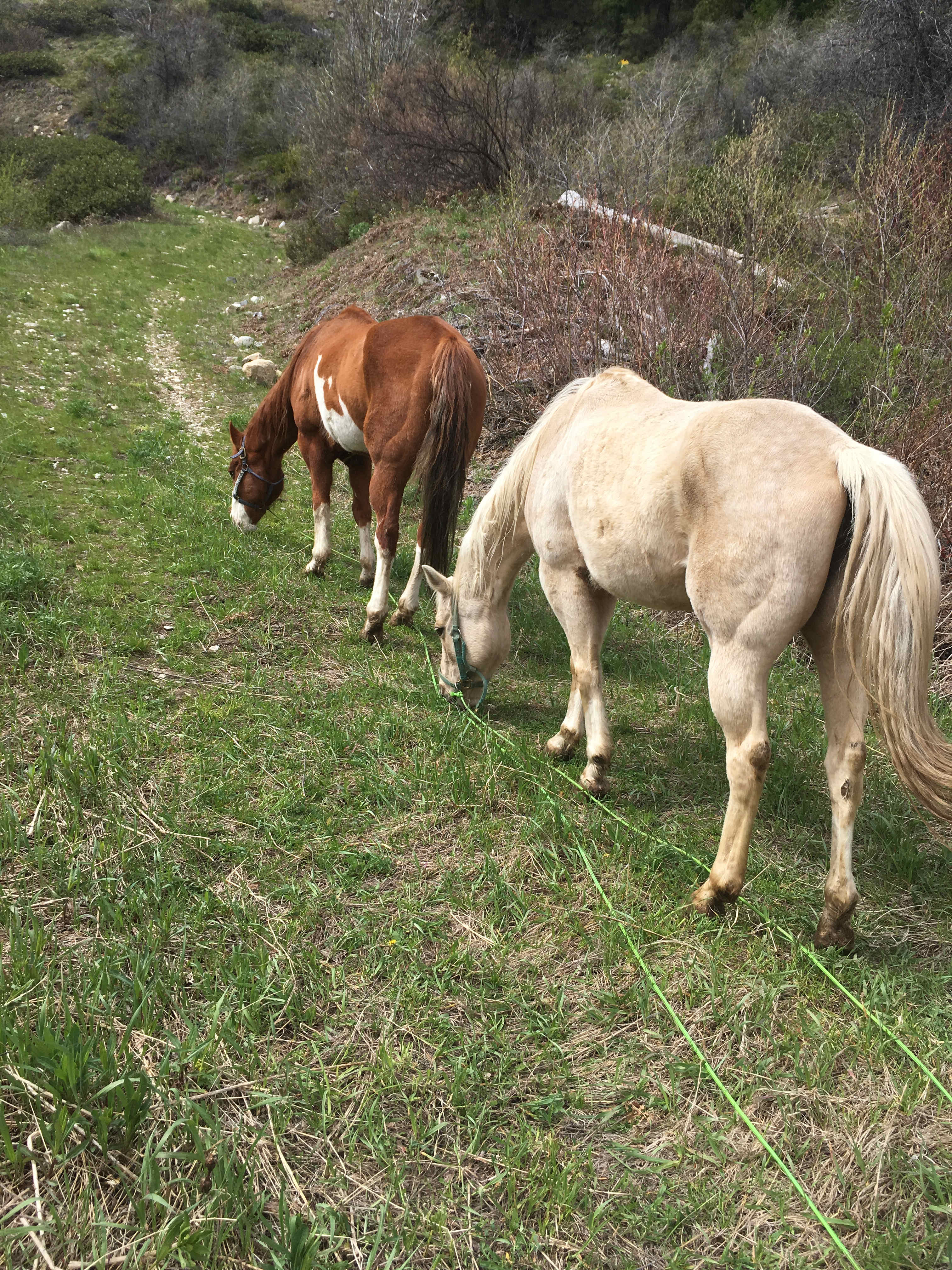 Yes some pets.  Horses, chickens. Oh and wildlife as well. 