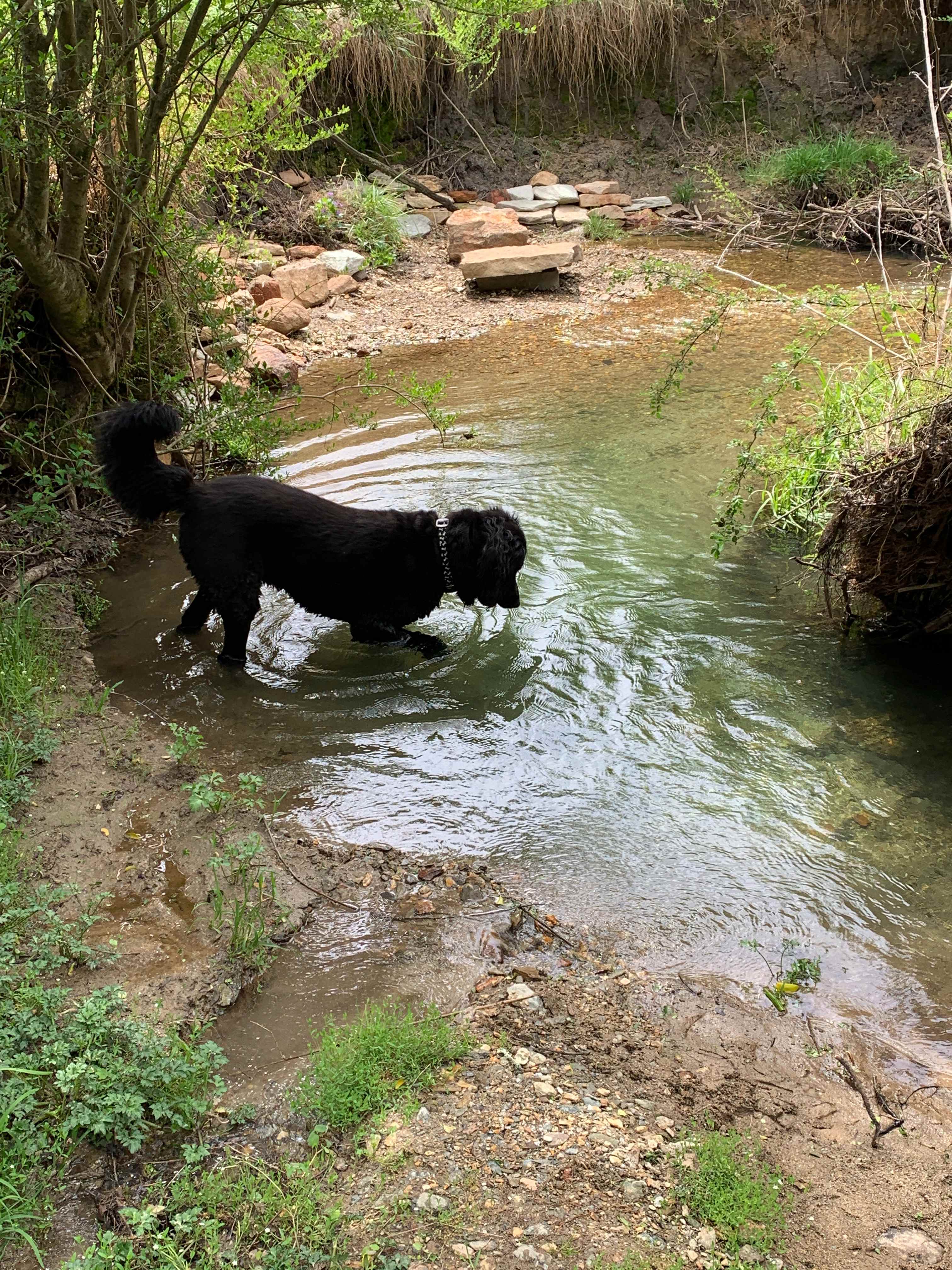 Hank looking for fish in campsite creek