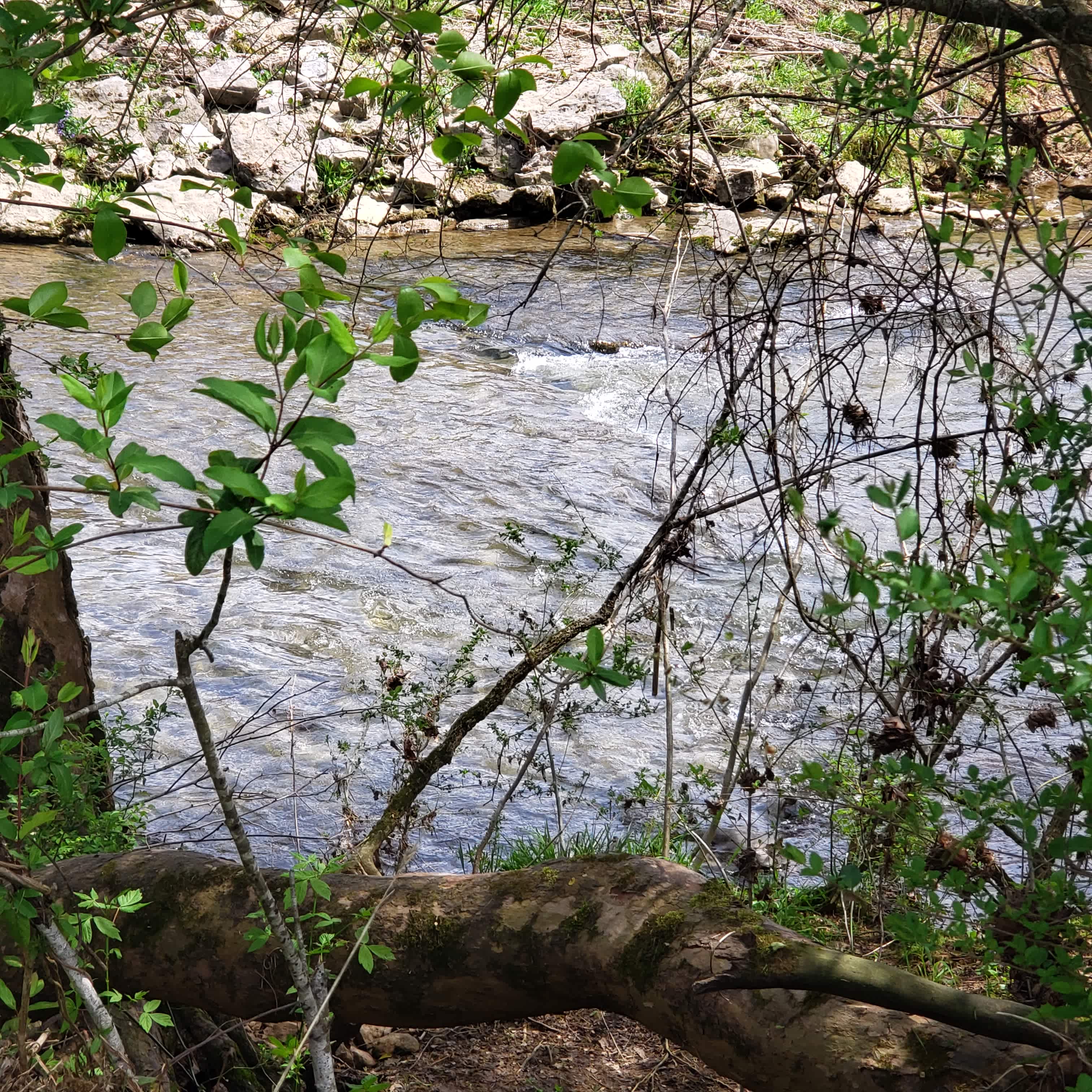 A year round creek will lull you to sleep