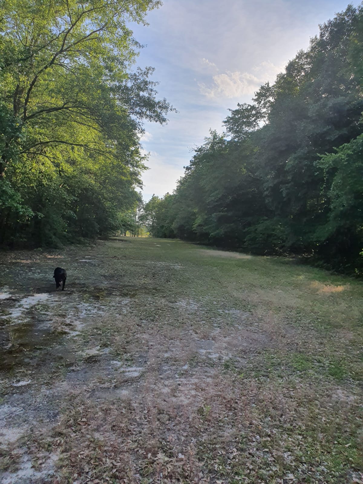 Wolff Woods