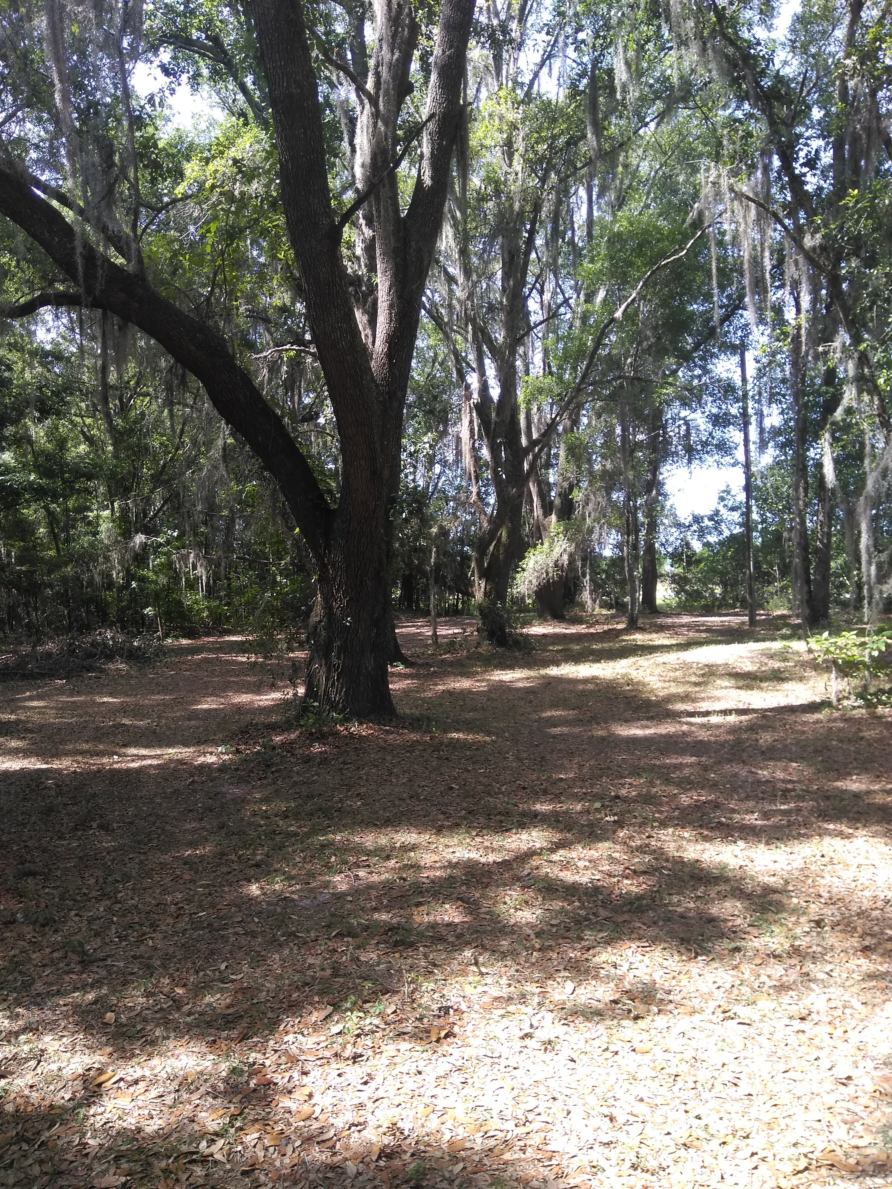 Rustic camping area near the picnic and campfire 