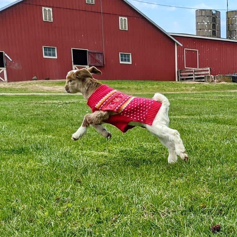 We welcome you to meet Ella Fitzgerald the Goat and her other unruly animal friends!