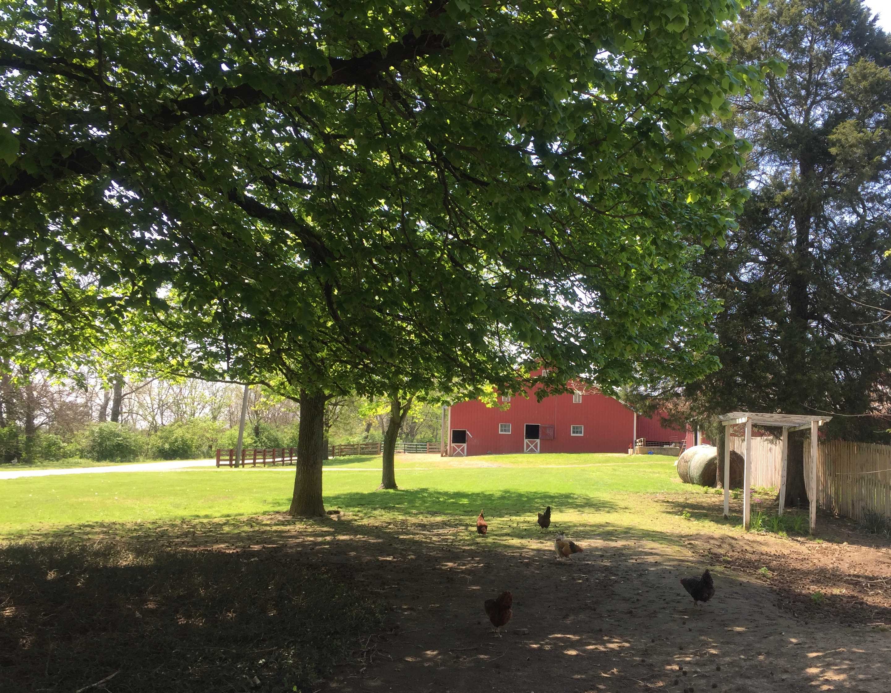 Campers have the option of setting up in front of our historic working barn.