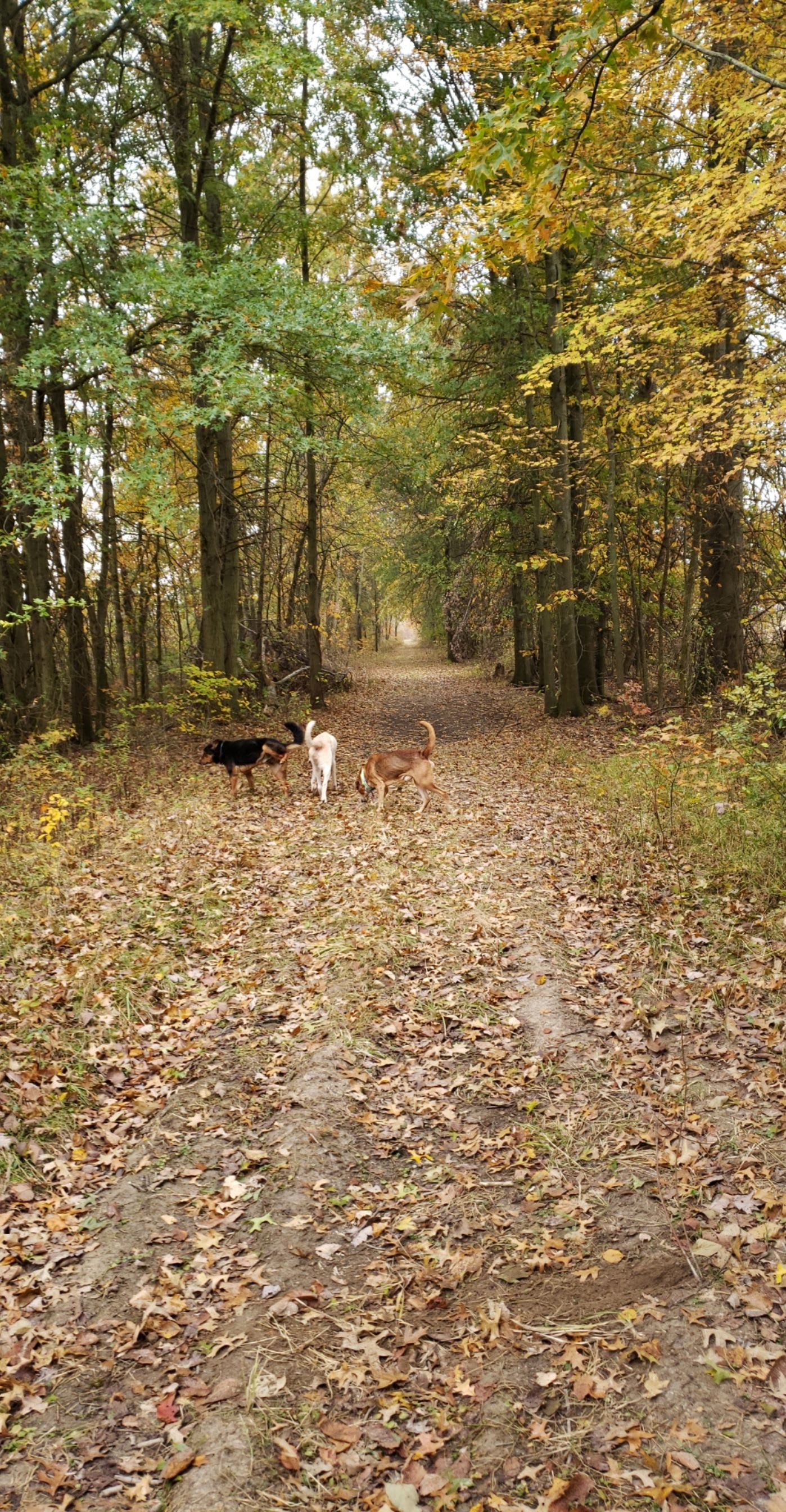 The trail back to the woods