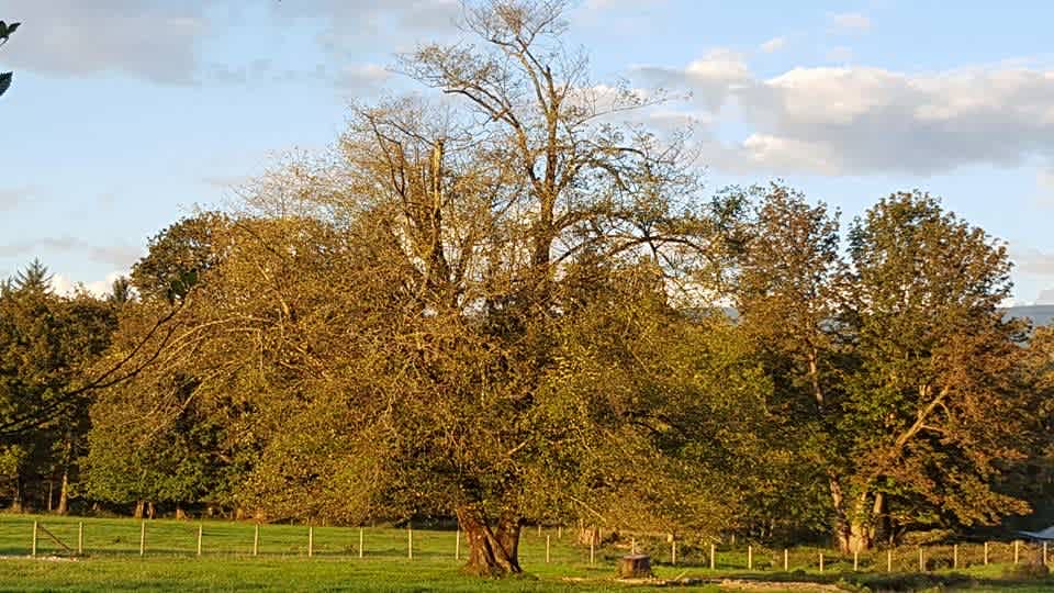 Cornerstone Acres