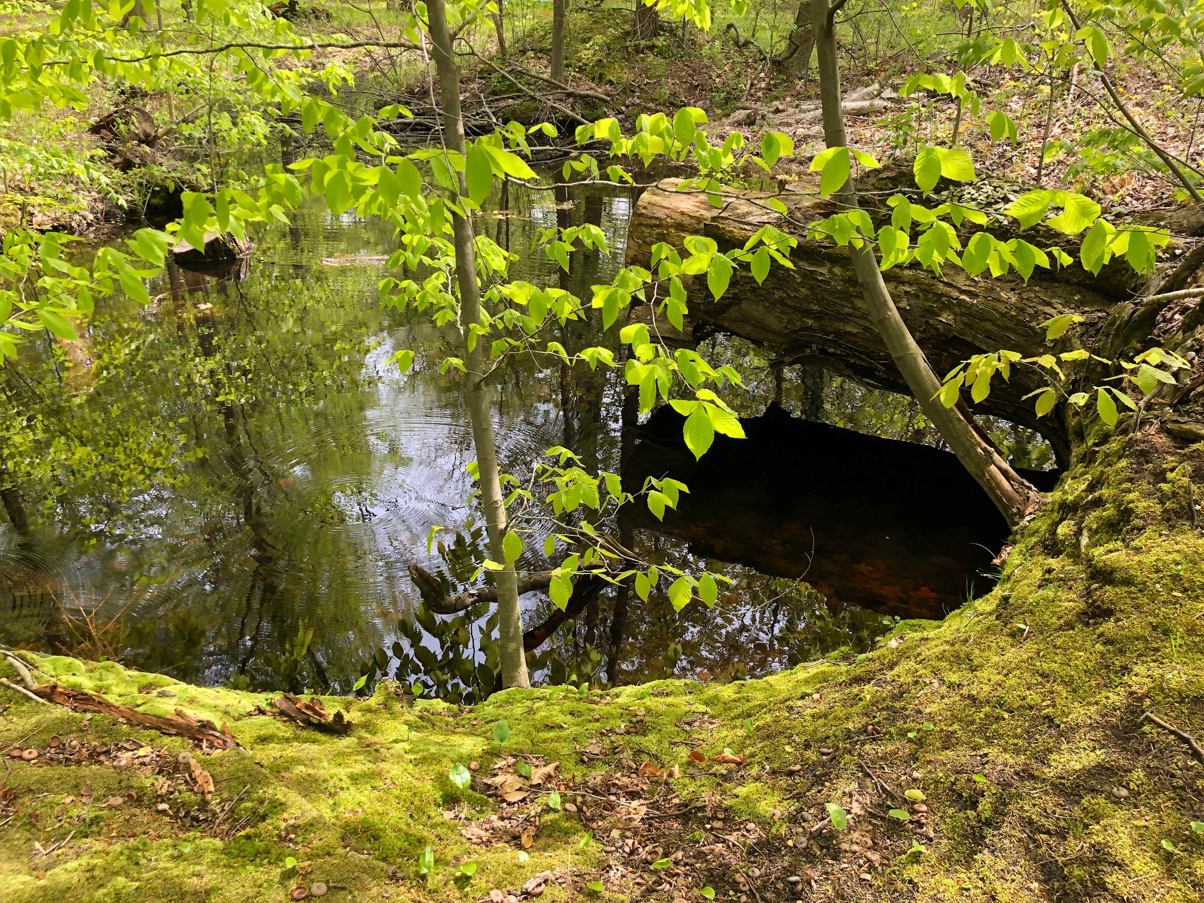 The Frog Pond Campsite.