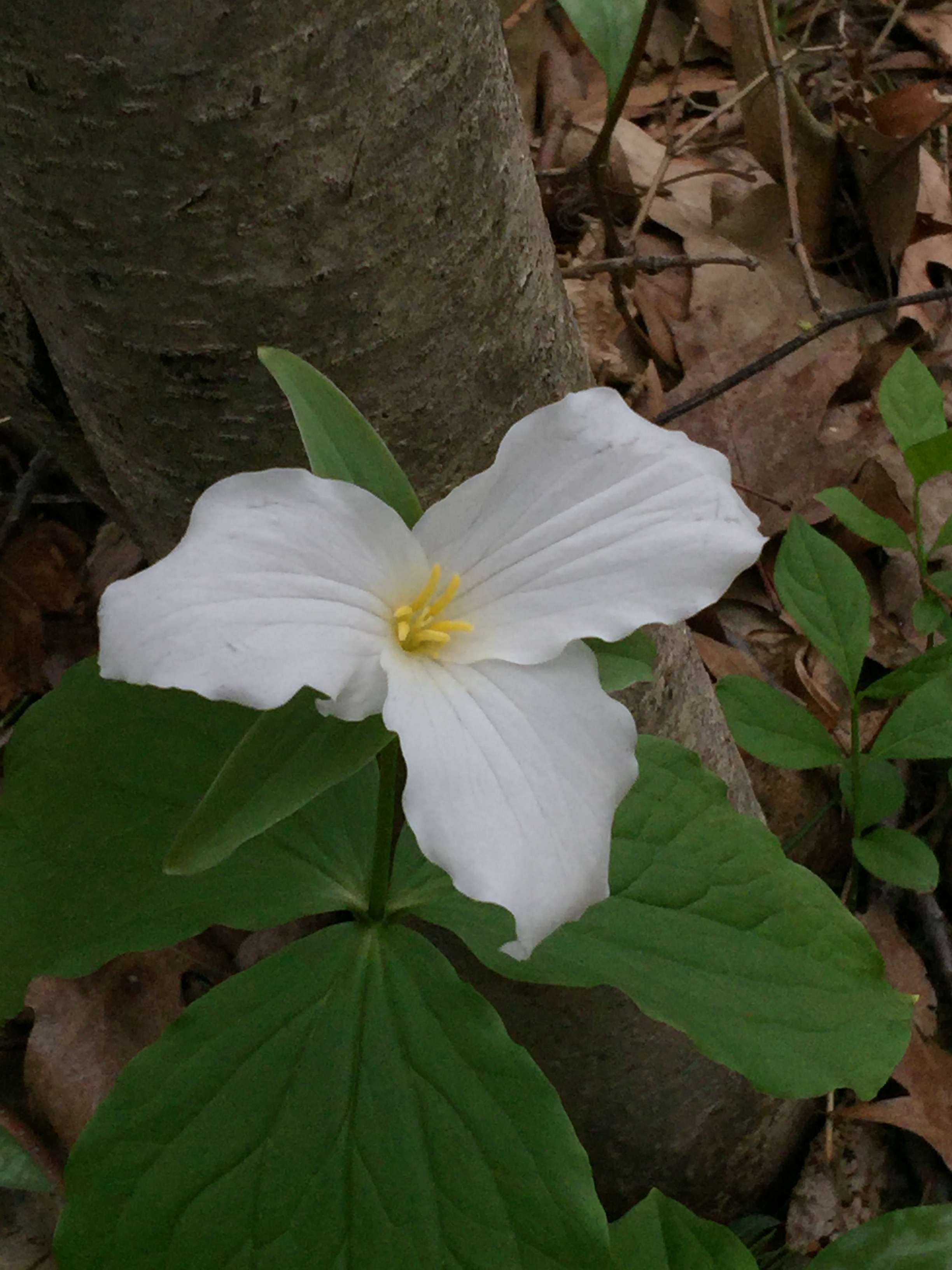 Spring trillium, beautiful and up close!