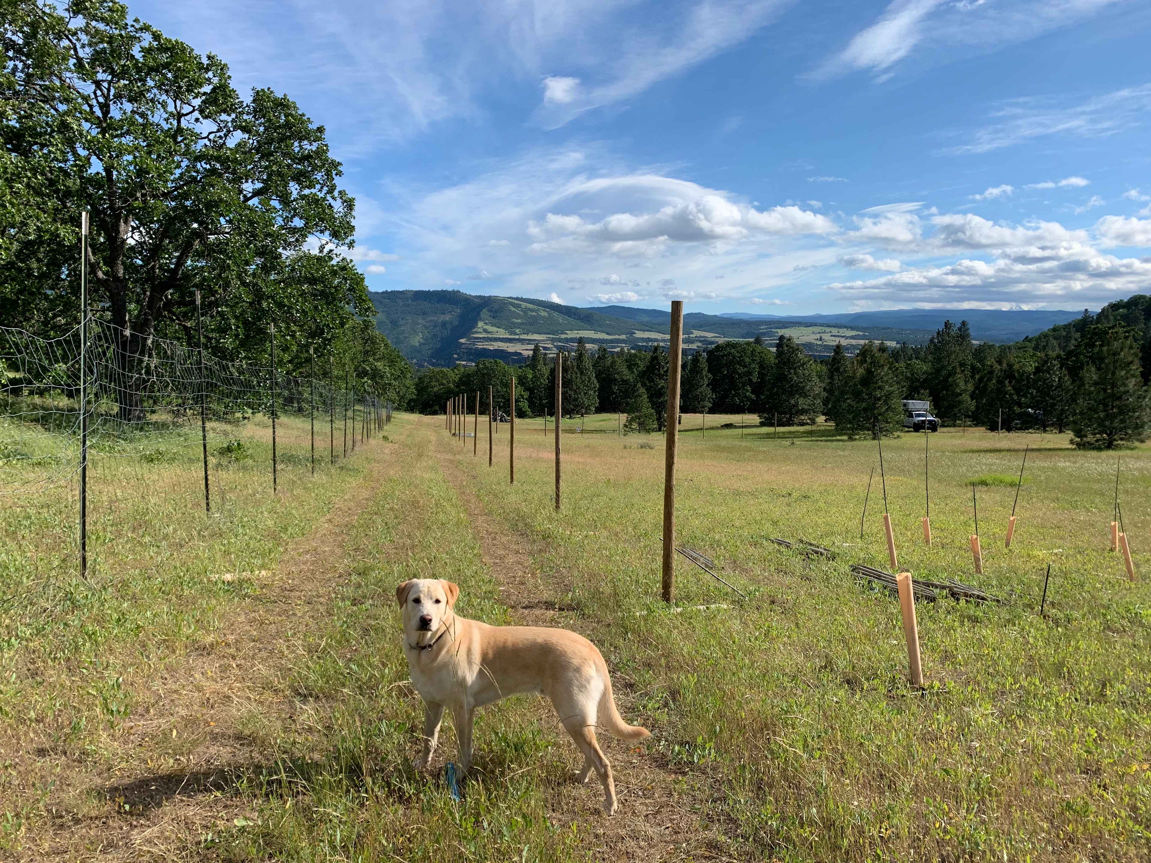 Klickitat Canyon Winery