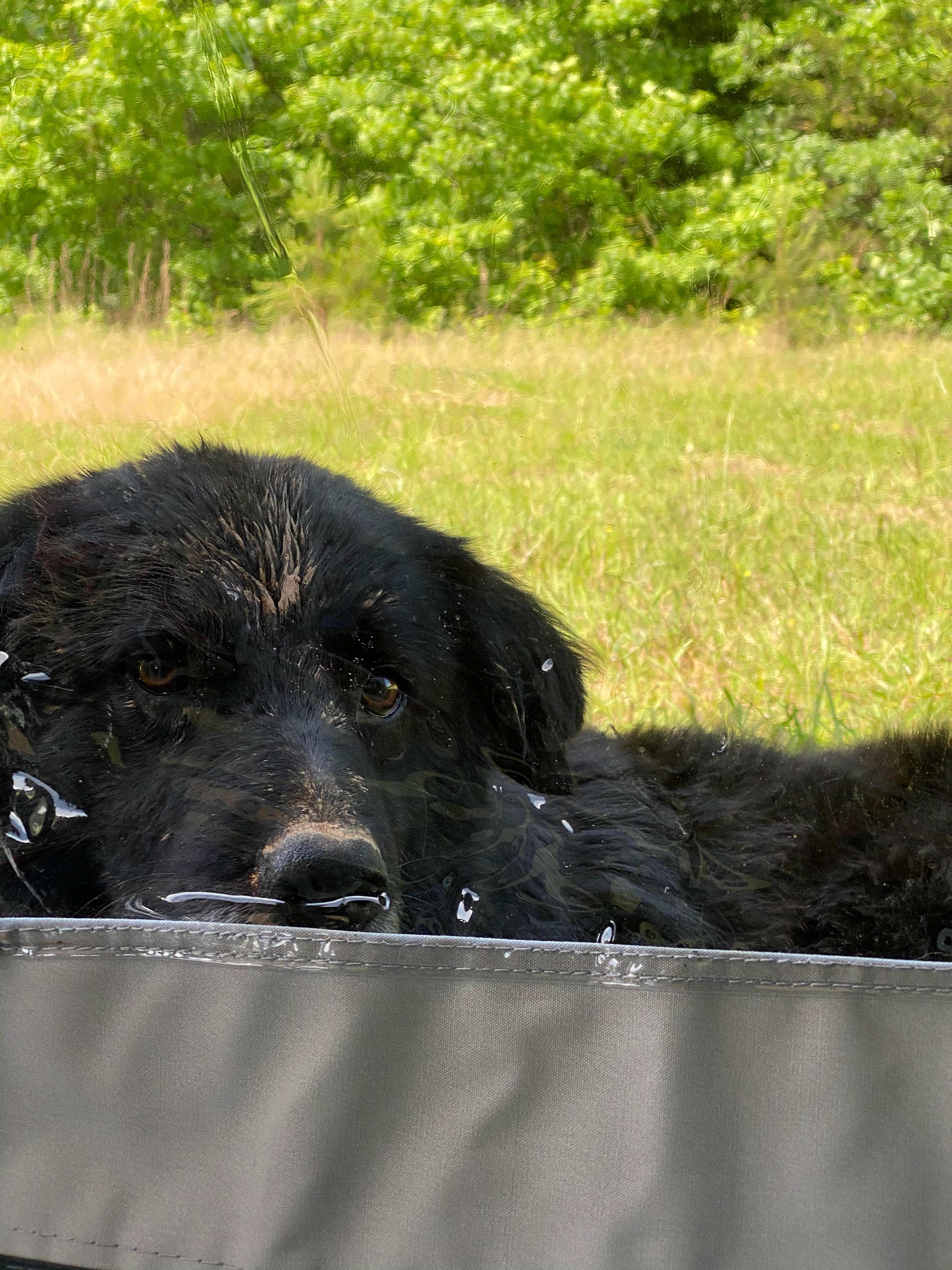 Sweet host pup!