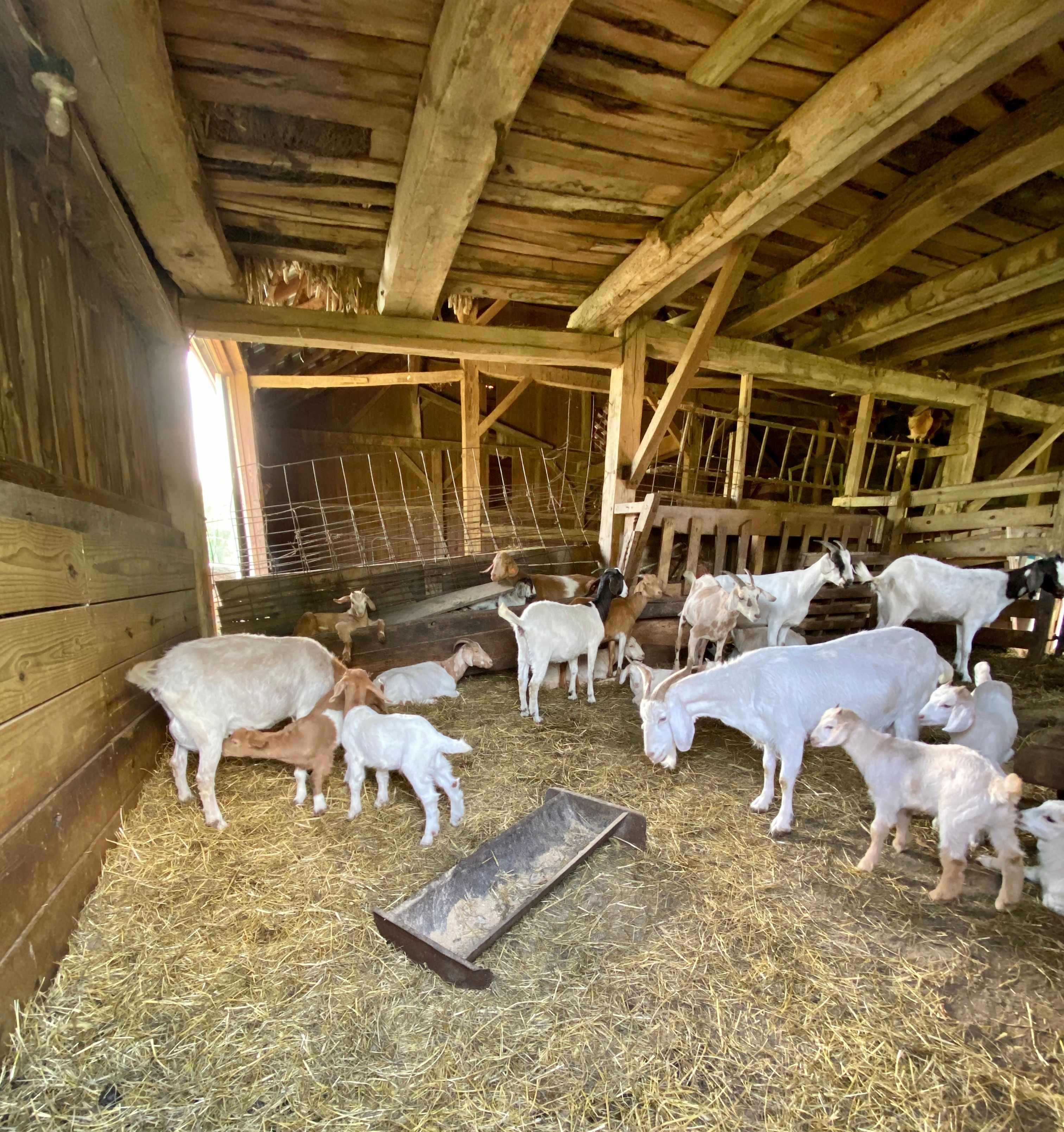 Camping with Unruly Goats