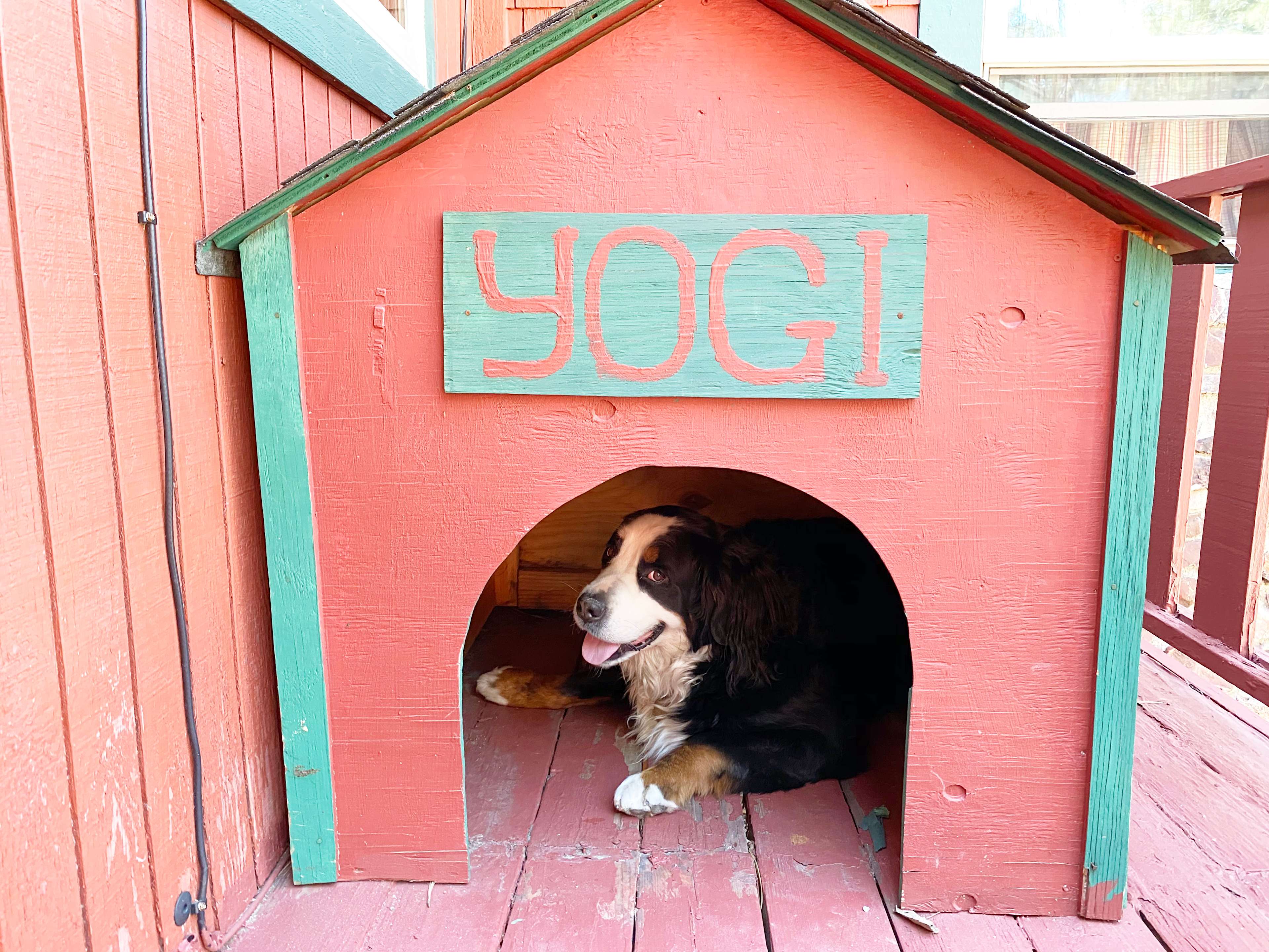 Yogi The Camp Director