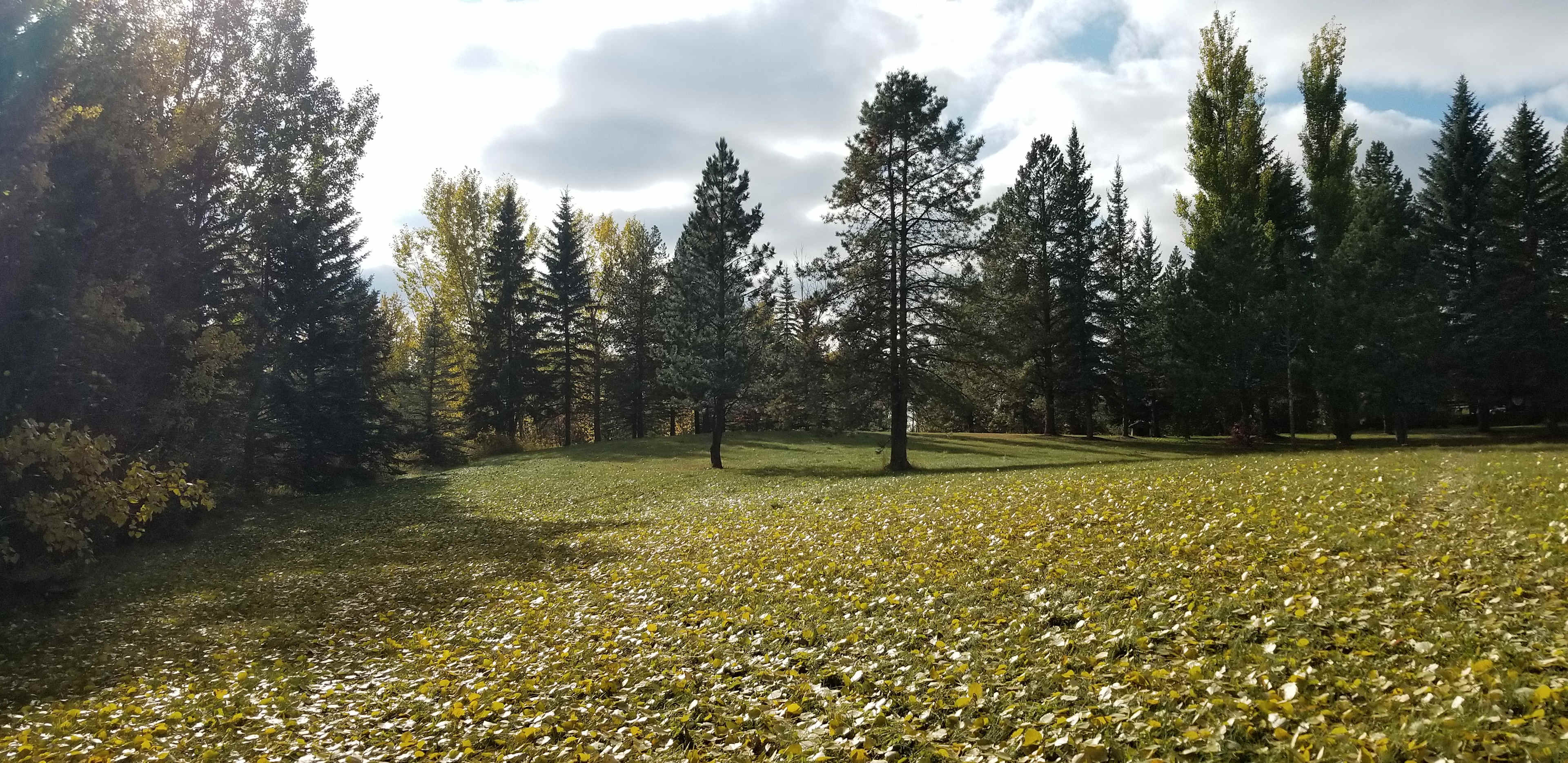 Our yard