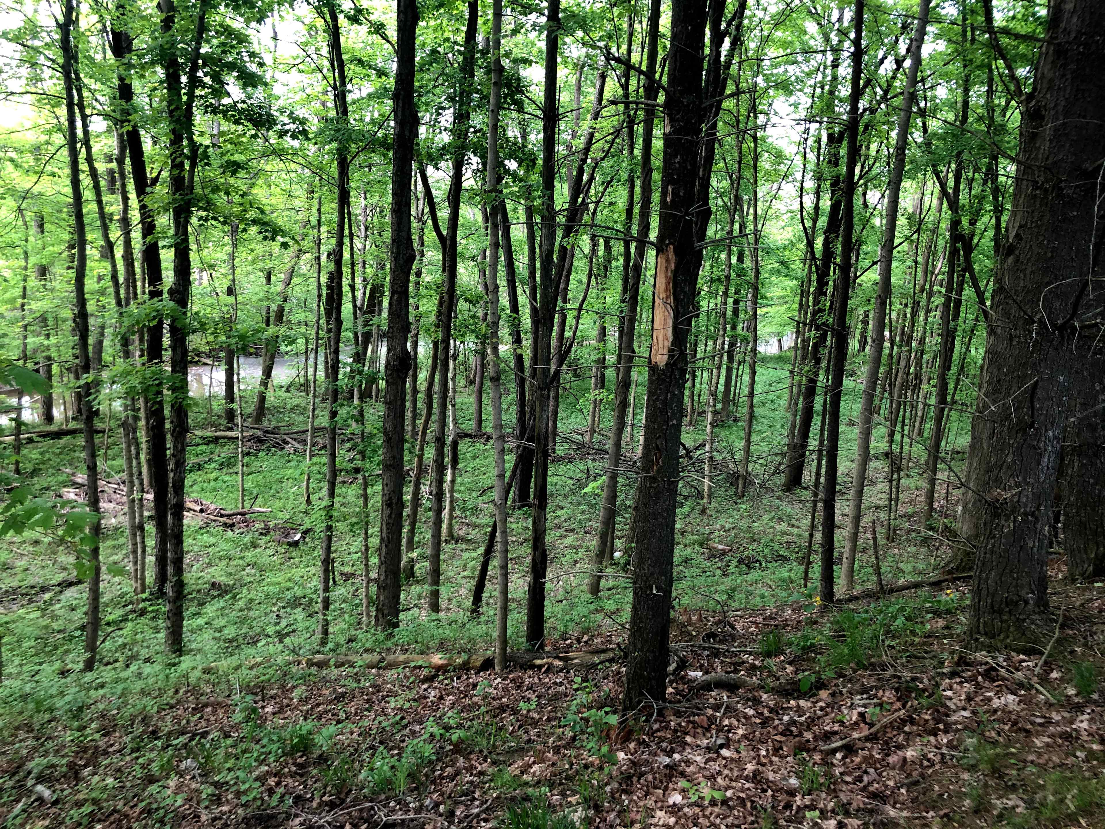Another view of the creek