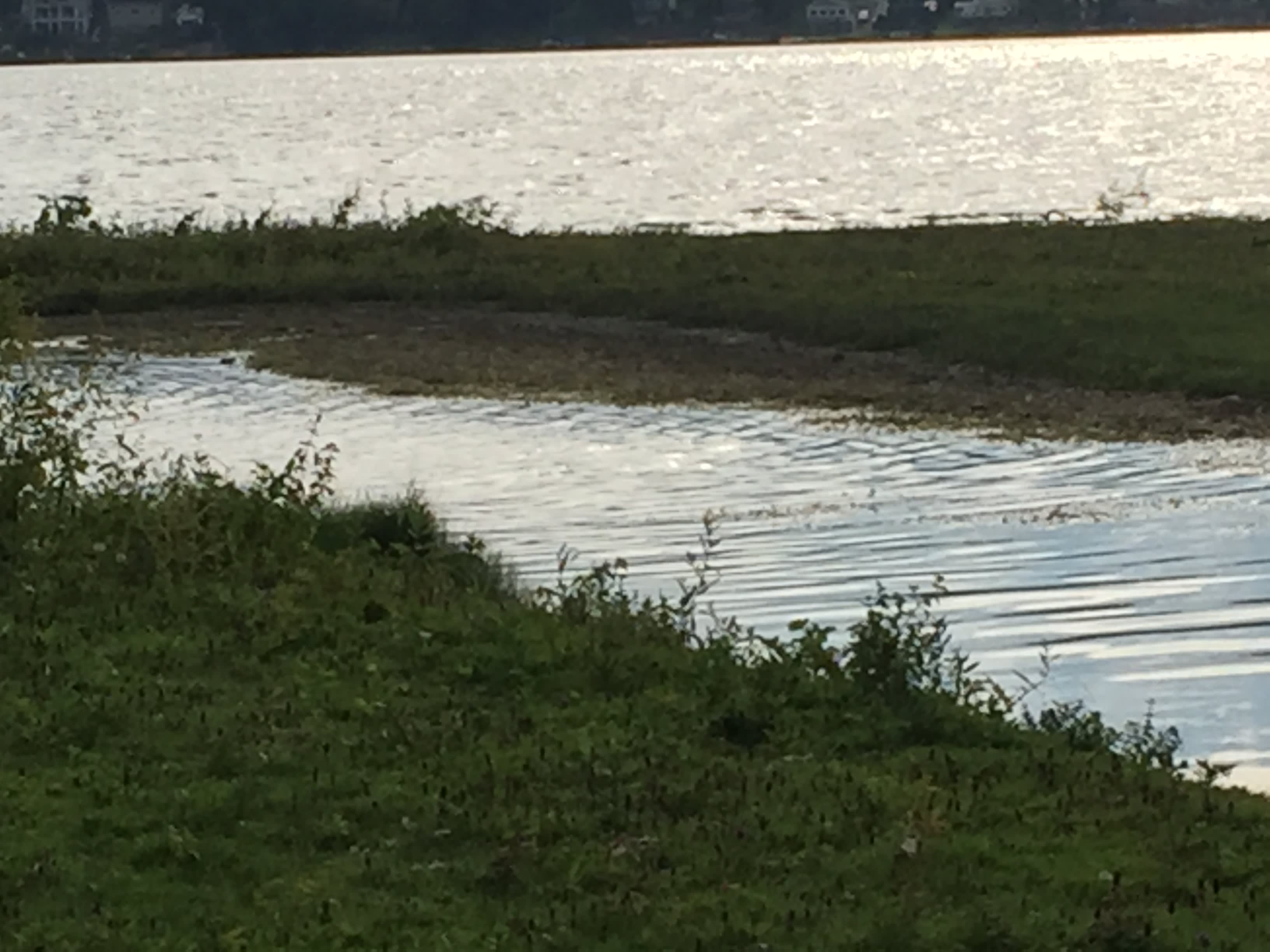 Mouth of creek. Ducks and geese flew away before the picture.