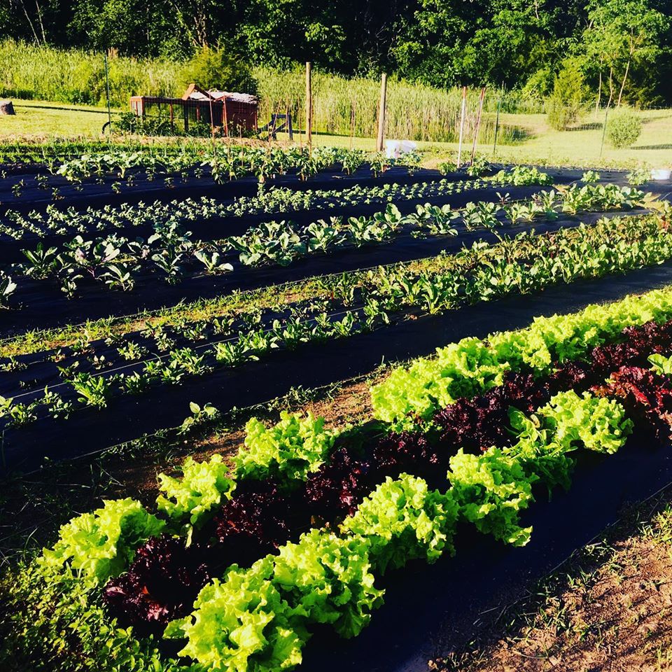 The organic vegetable garden is near the front of the property, between the road and the pond, and right beside site 1.  