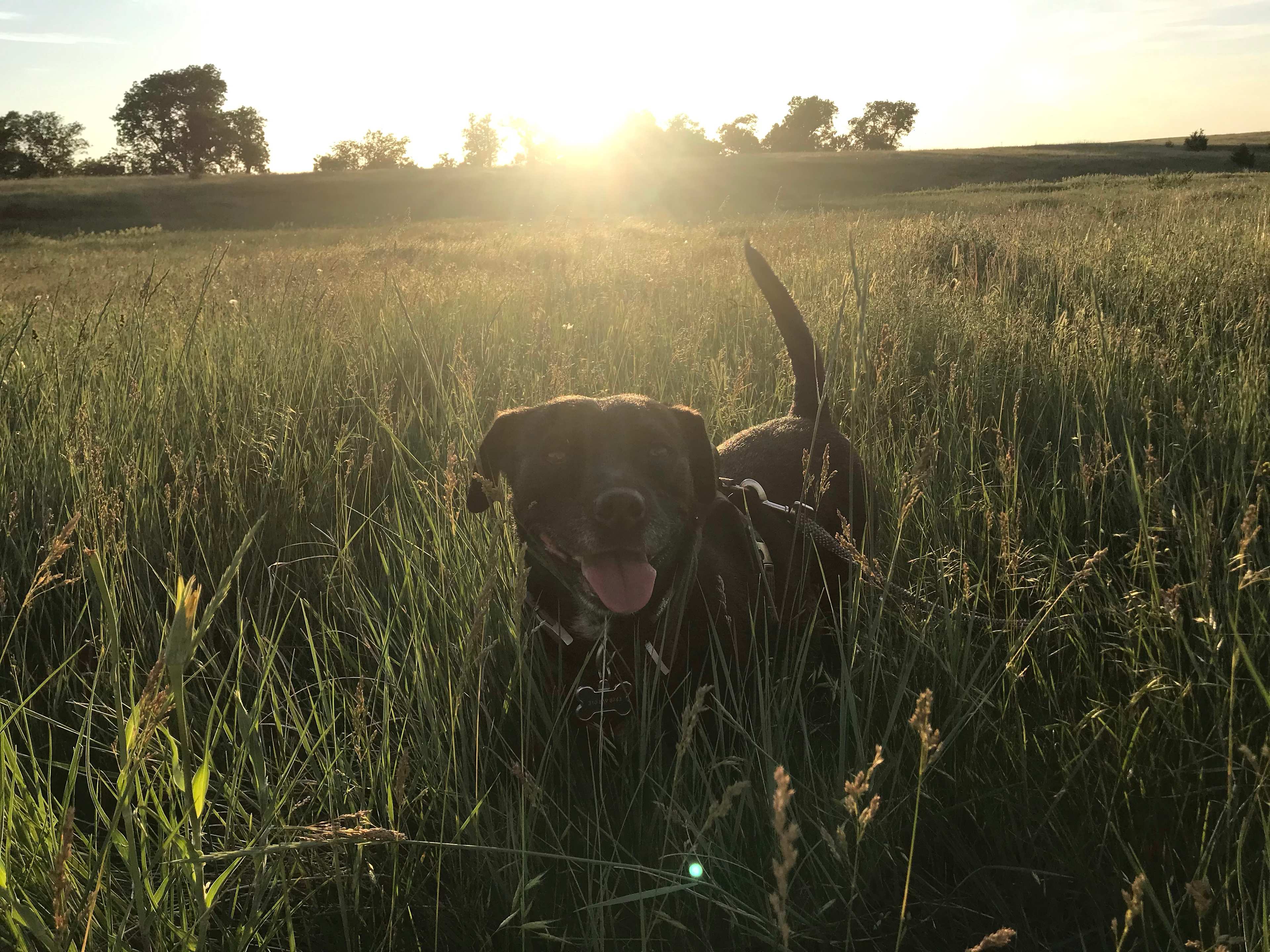 Maisie in the tall grass! 