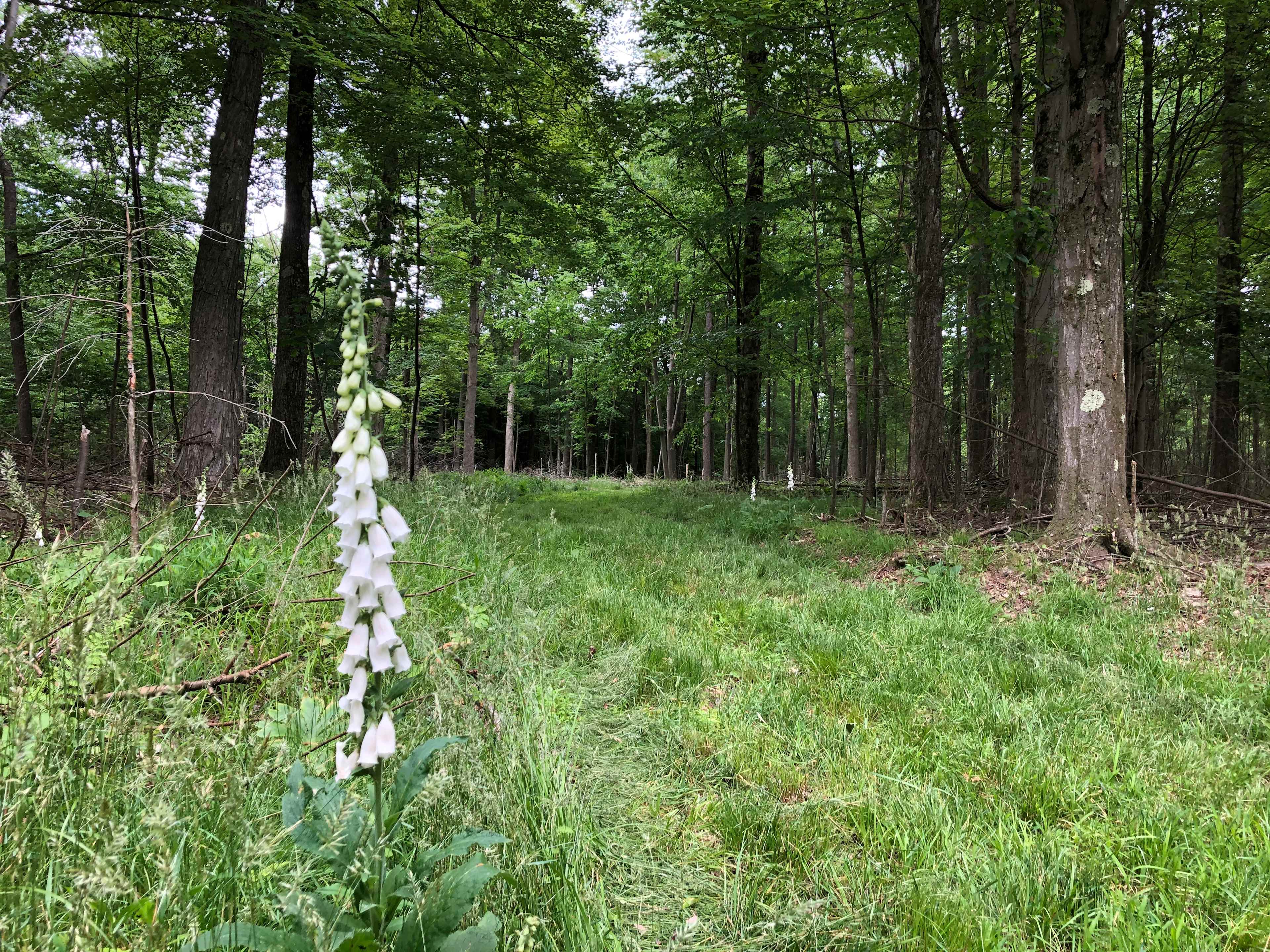 Mowed hiking trails