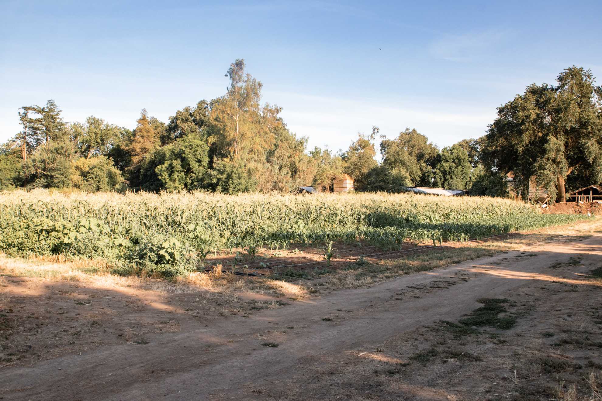 Farm view looking south.