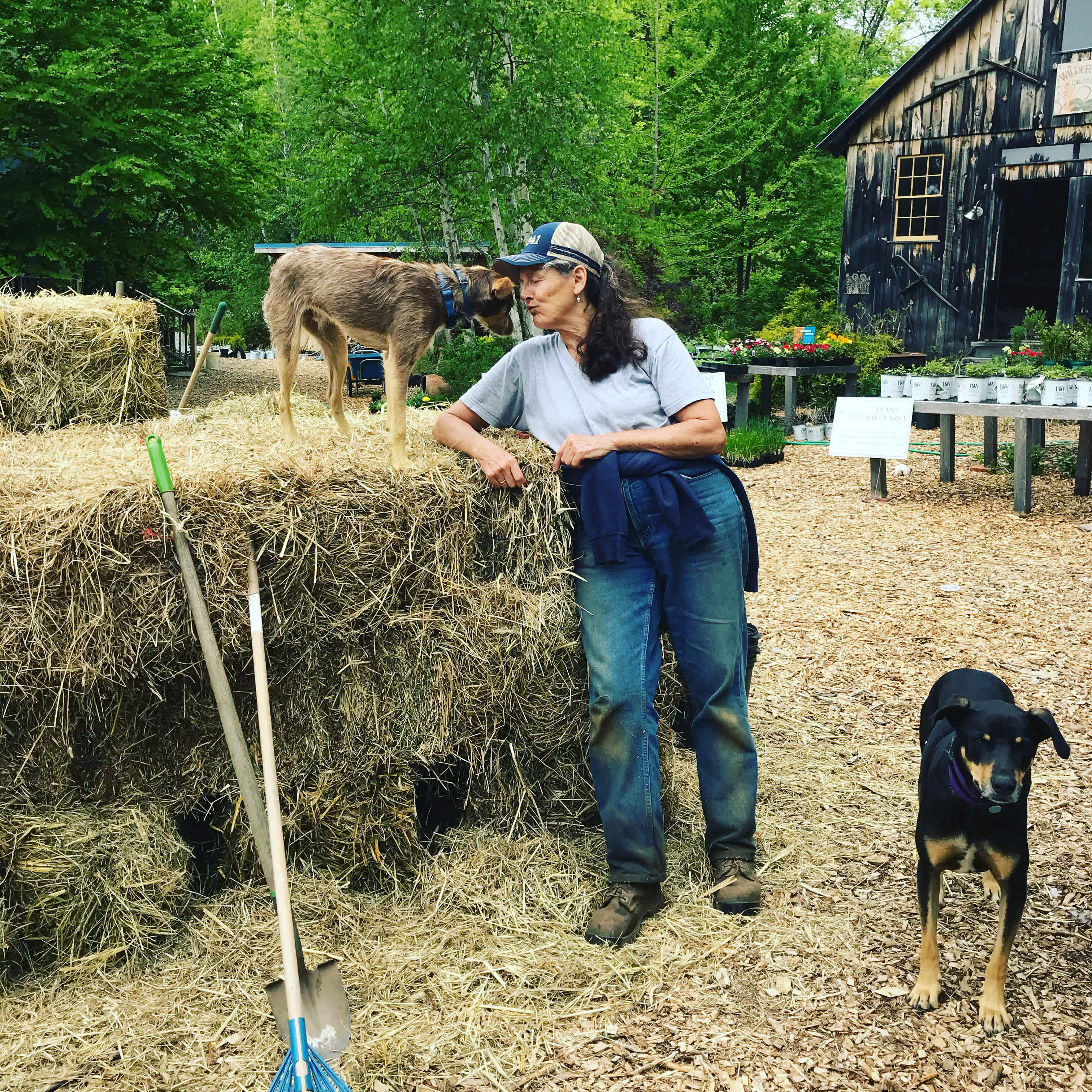 Farm Dogs, Viola and Jackson, careful..Jackson might take off with your flip flops!