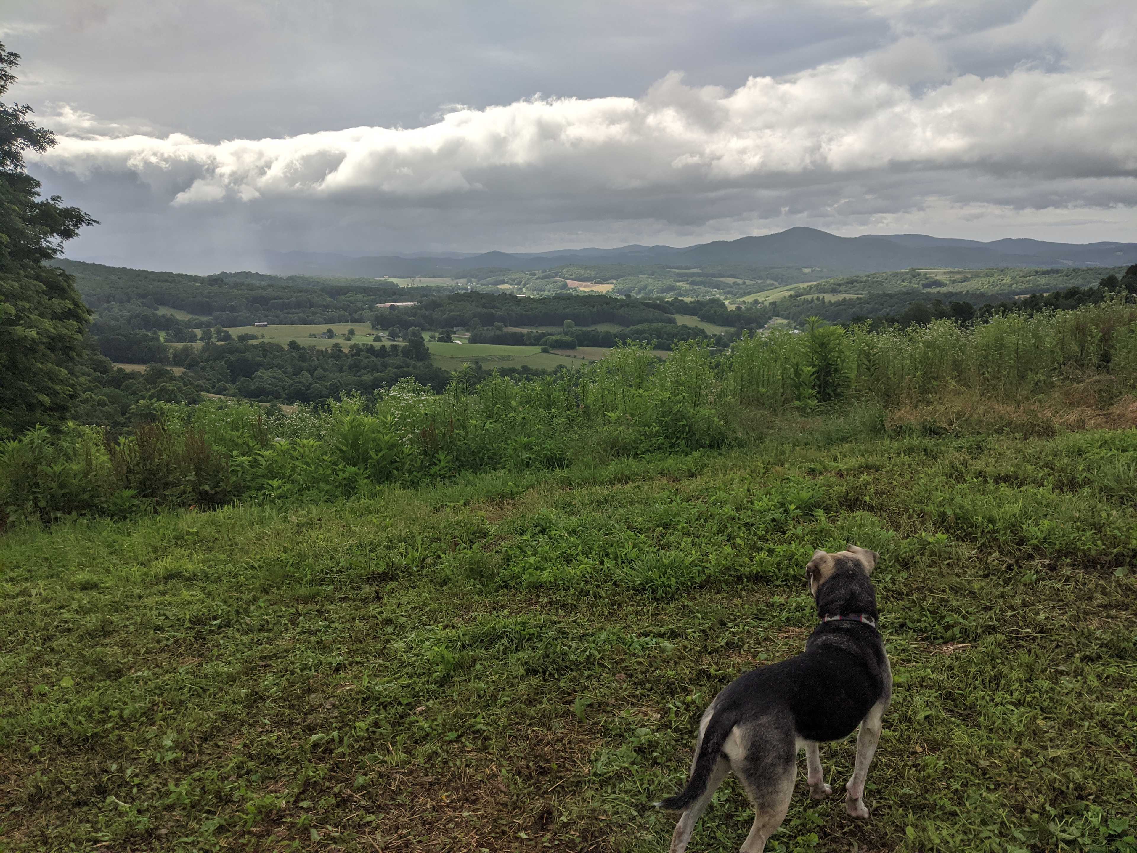 Our dog Marci loved exploring the large campsite. 