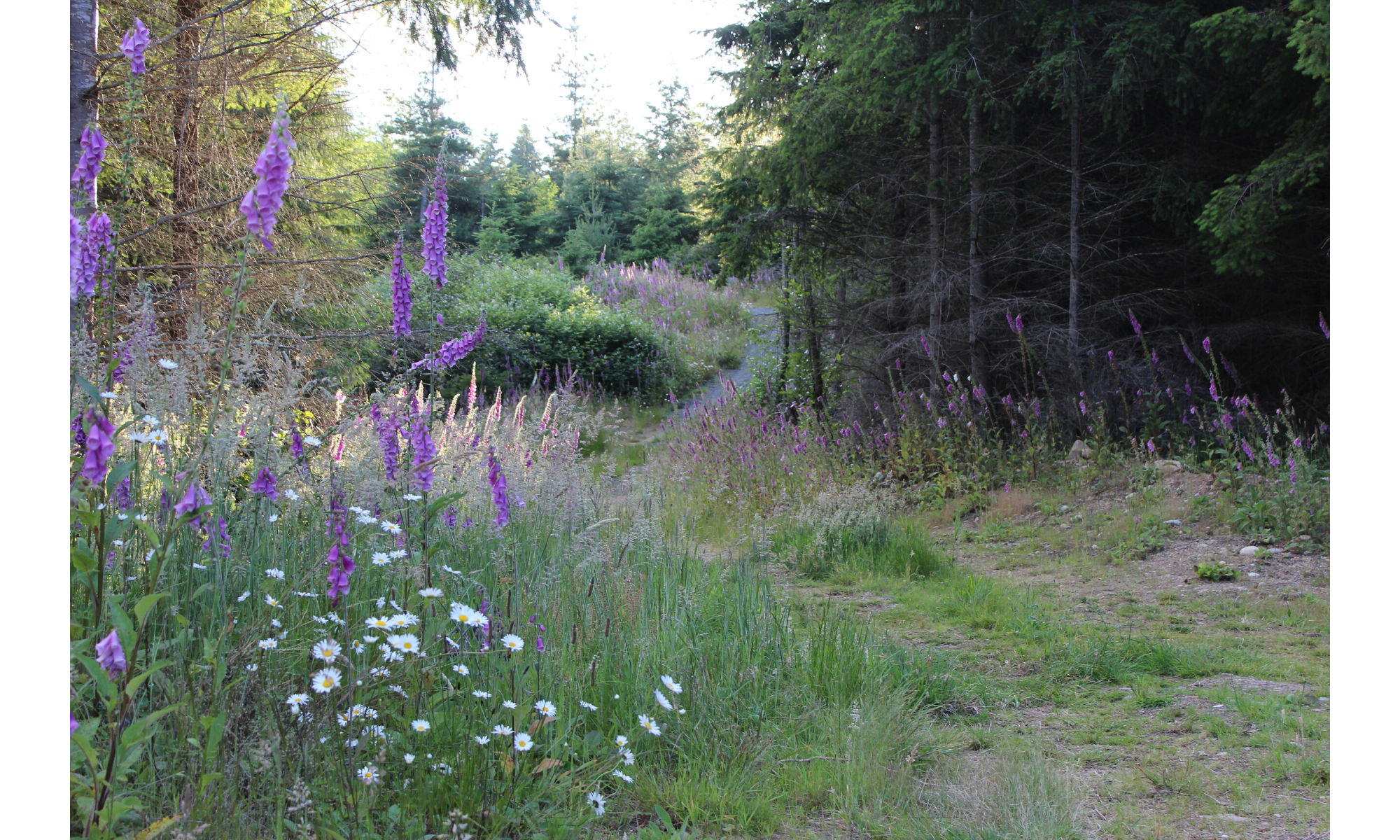 Spring Wildflowers Winding Up the Road!