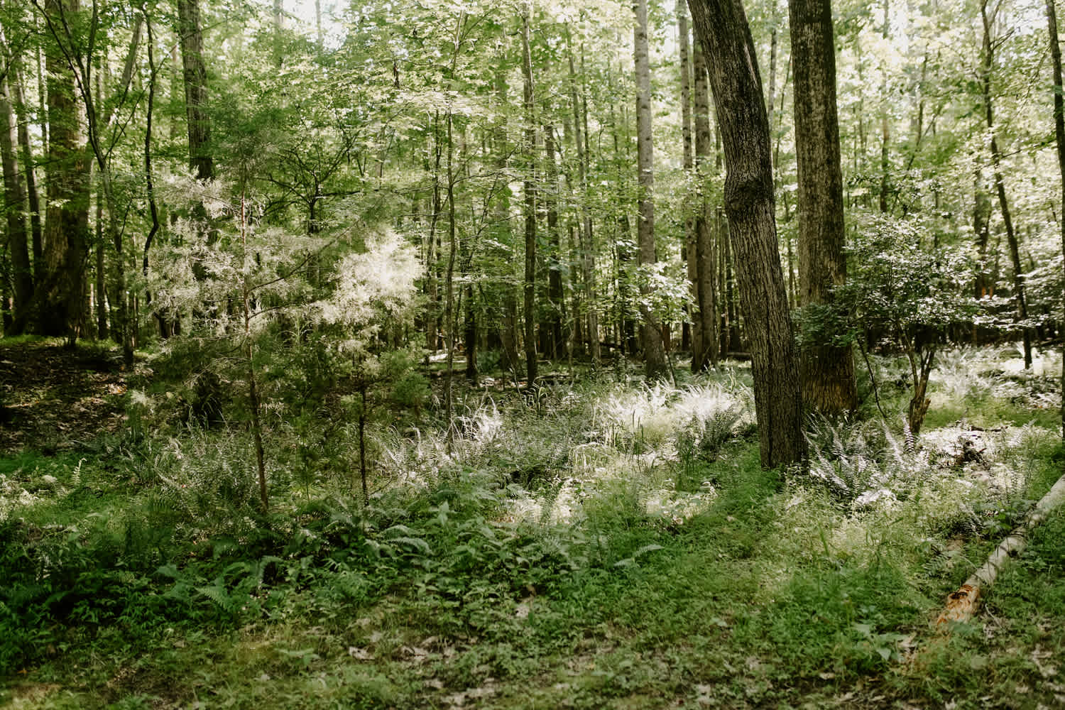 So many beautiful ferns growing nearby
