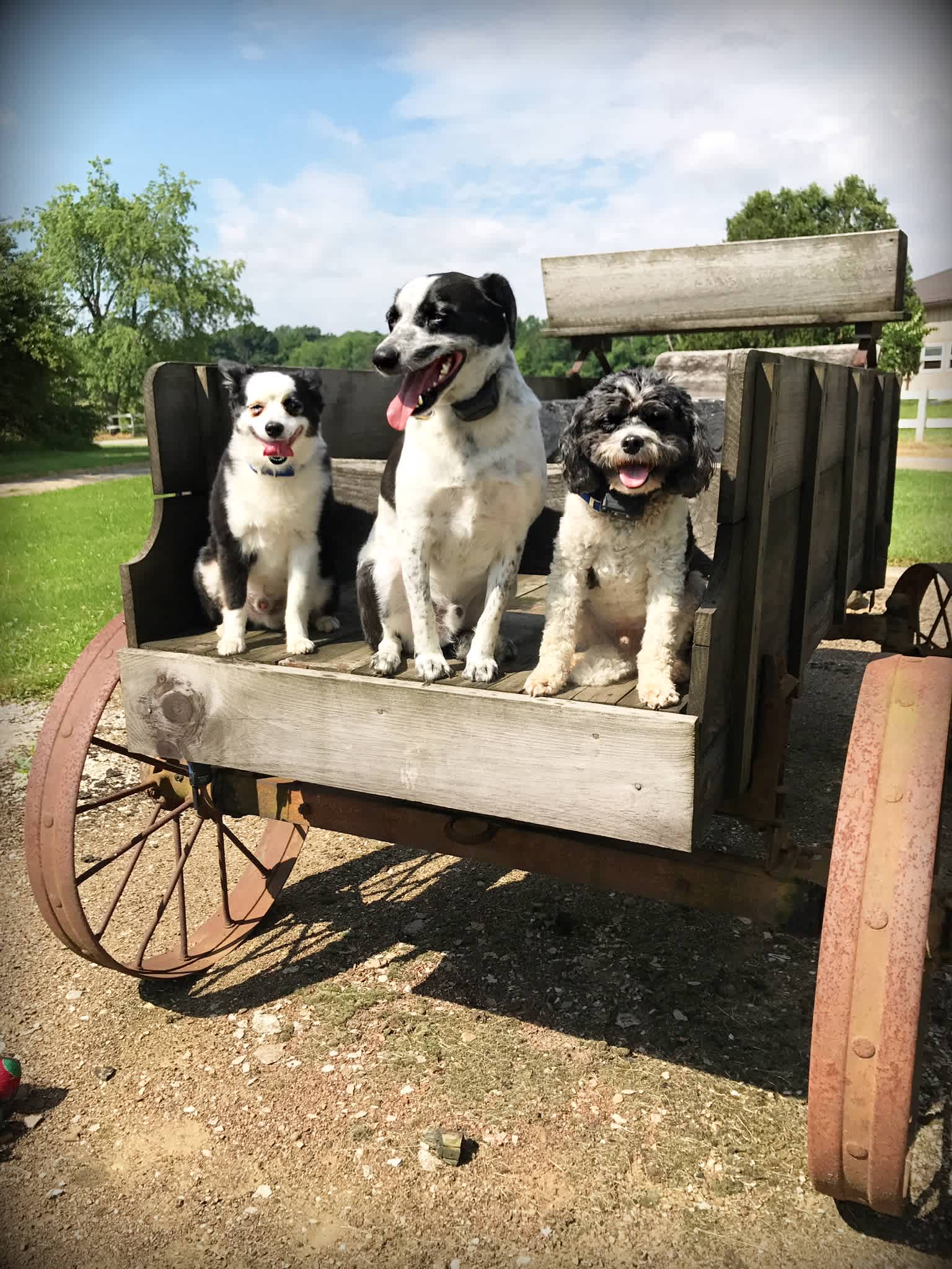 Friendly barn greeters
