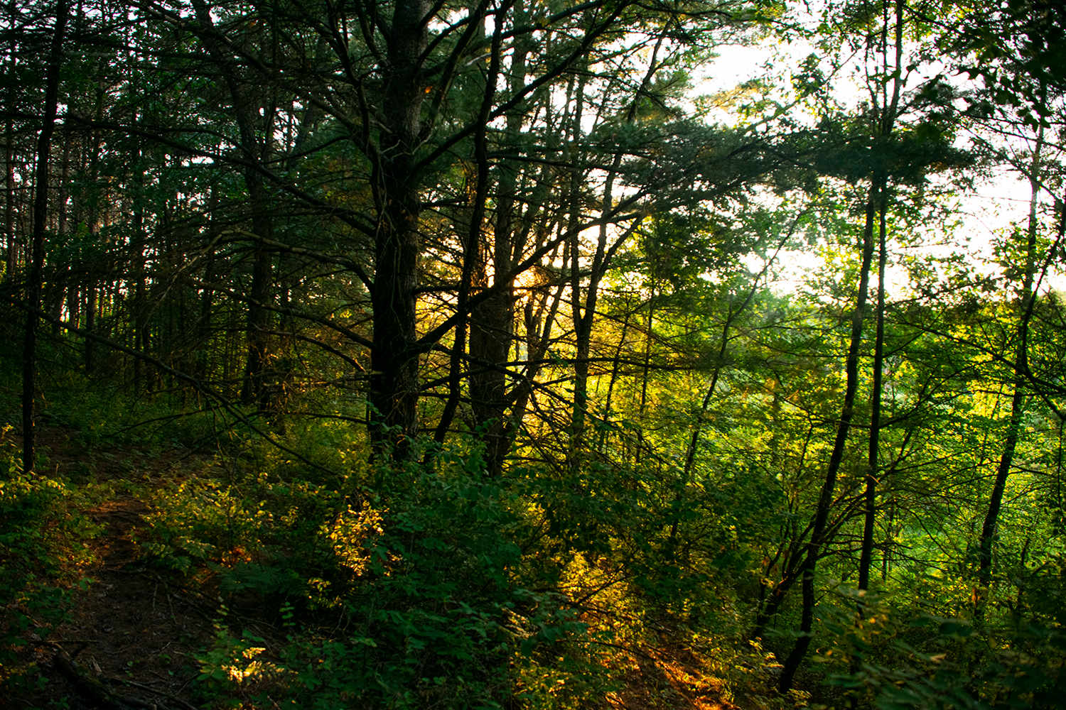 WhitePines at Sunset ( Woods Loop Trail )