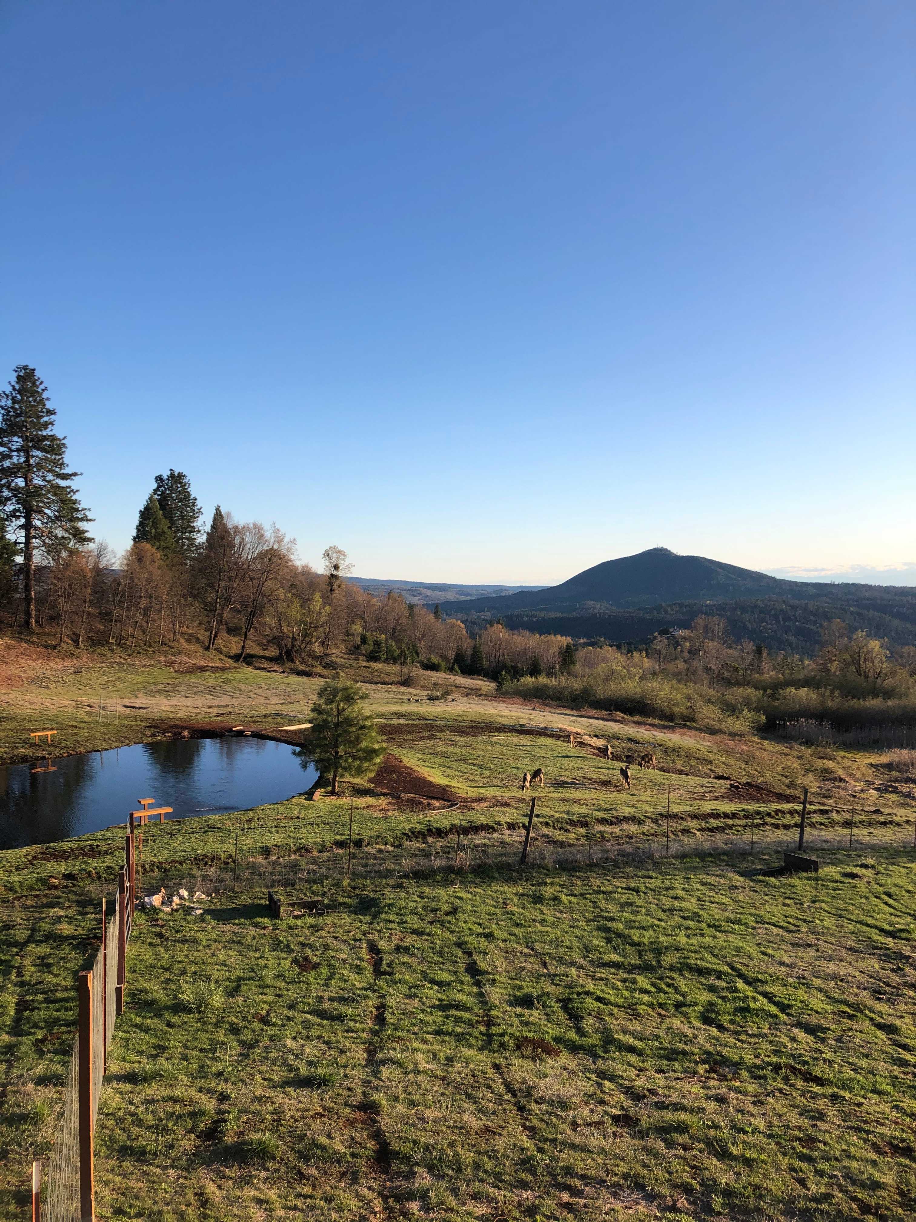 A view of our pond in summer with some of our local deer. 