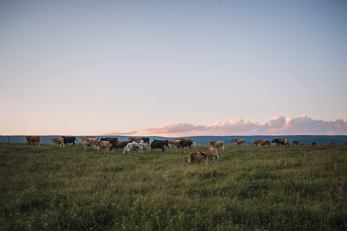 Watching the sunset with the neighboring cows