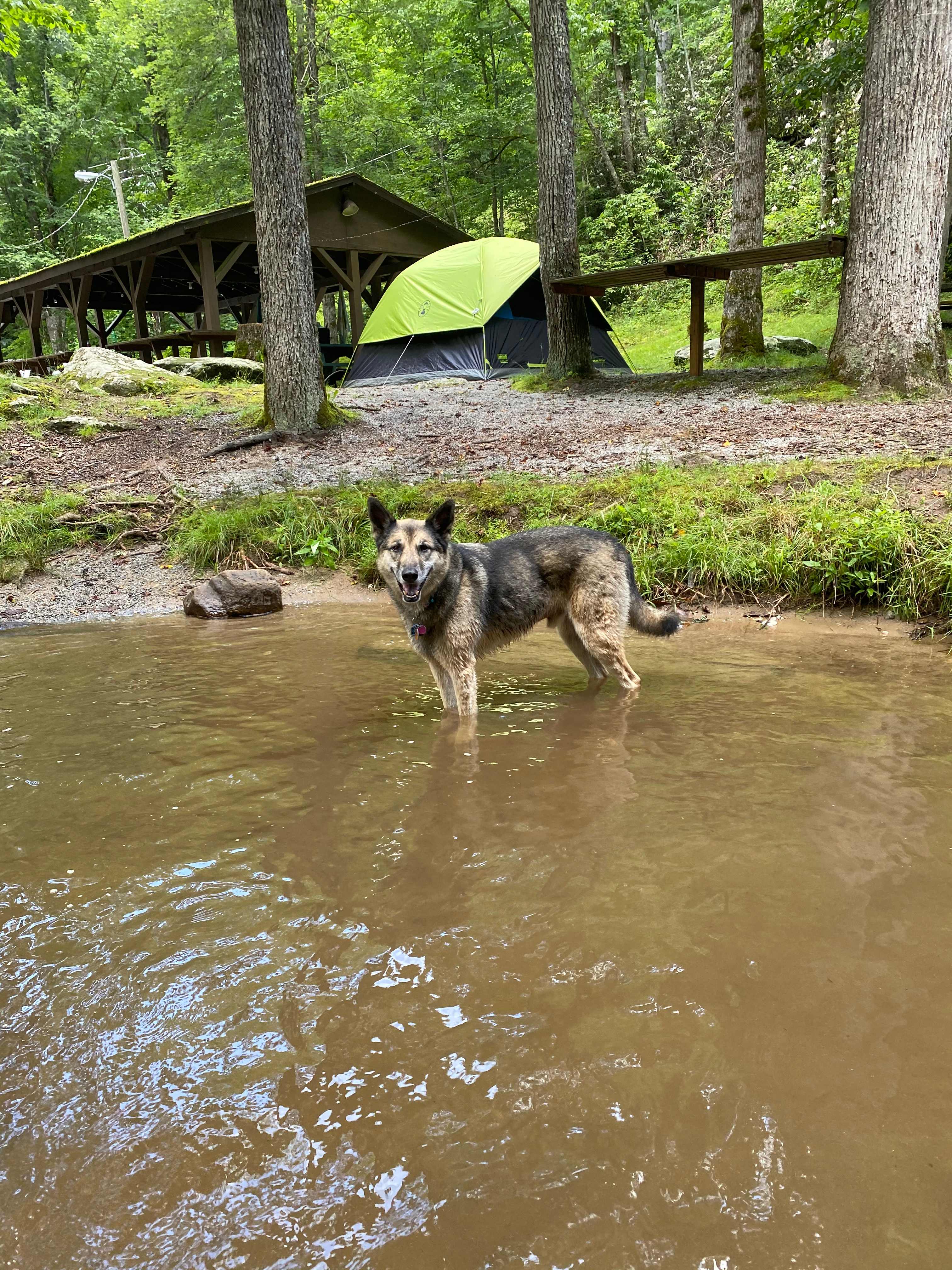 Our dog Cody was in heaven