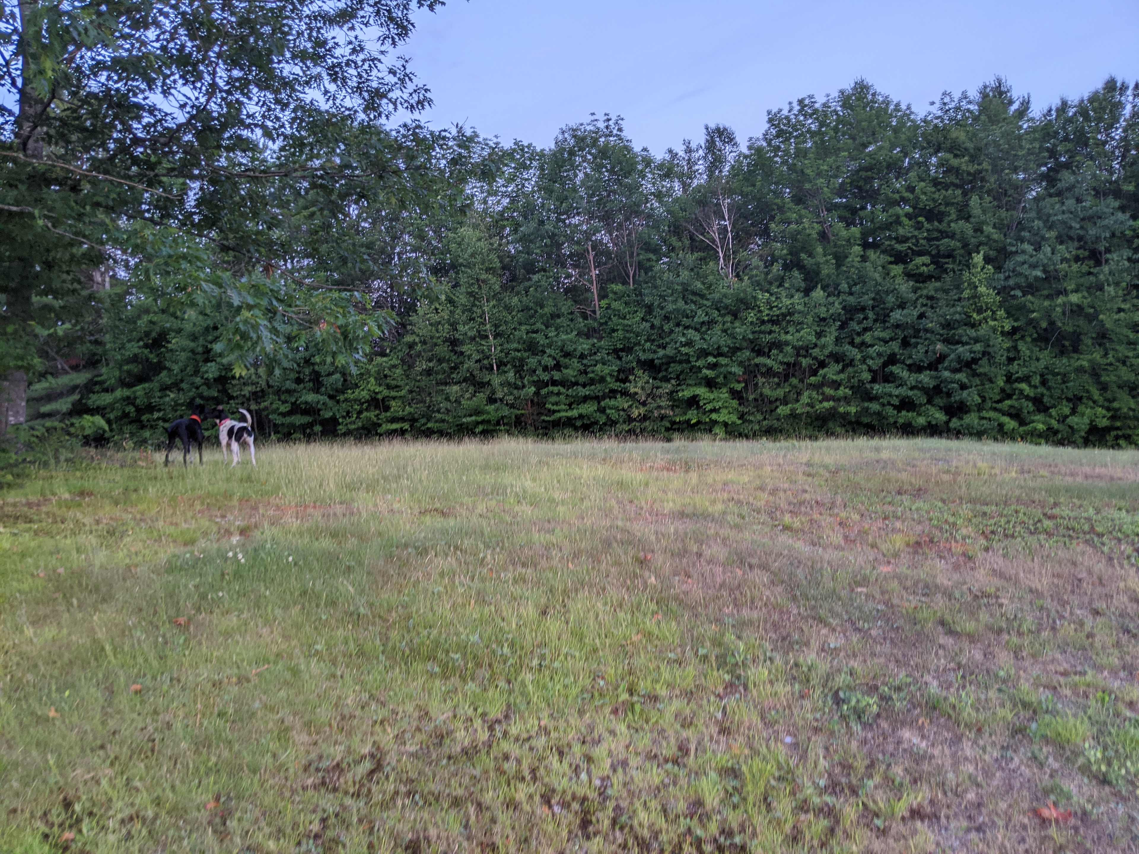 this is the slight hill on the far side of the trees (from my house) where I might recommend setting up camp