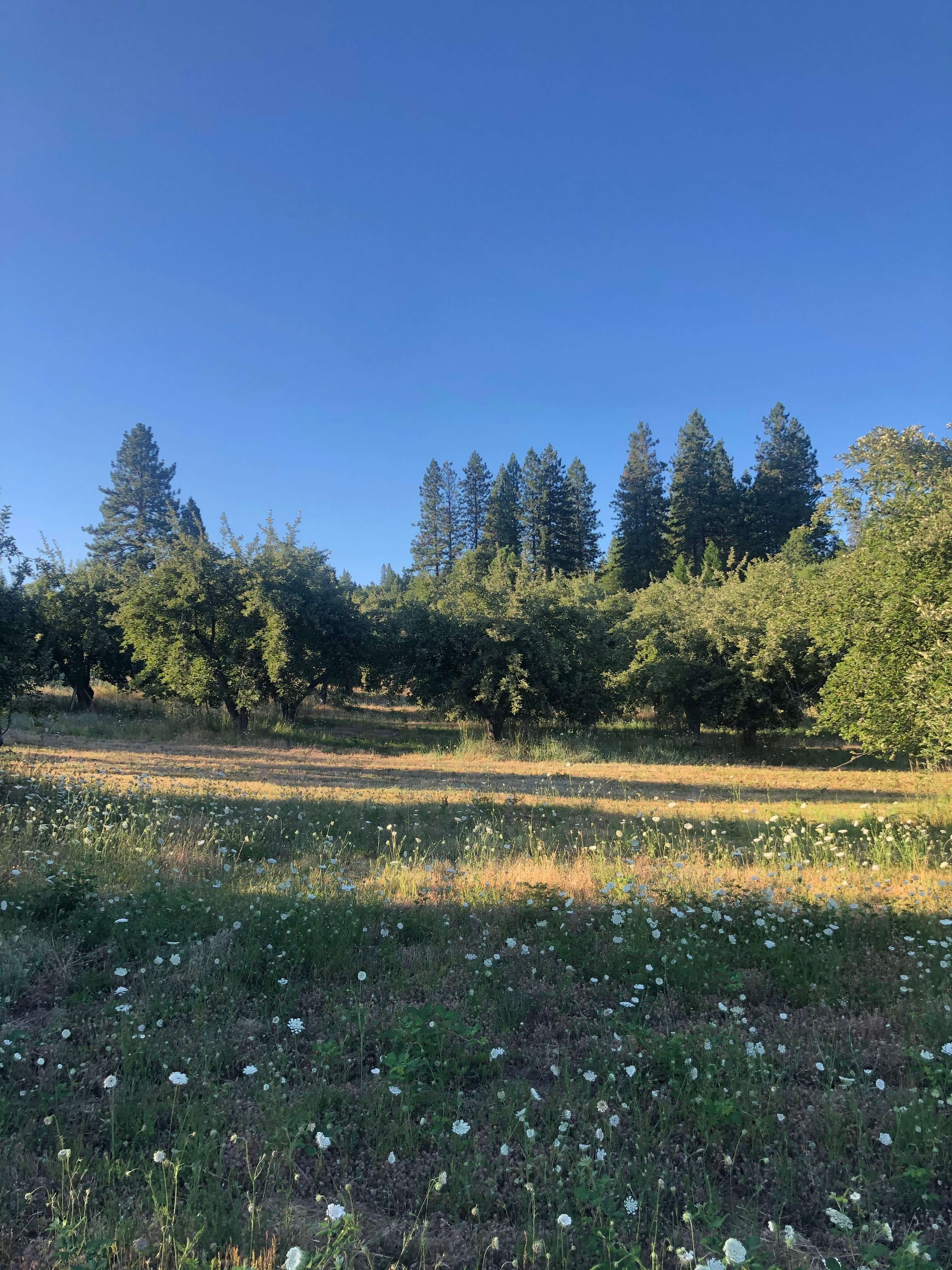 Set up camp in our secluded heirloom apple orchards!