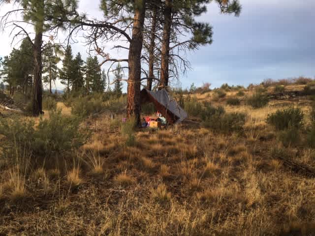 My favorite camp spot under the trees. One lane dirt road not visible about fifteen feet to the left.