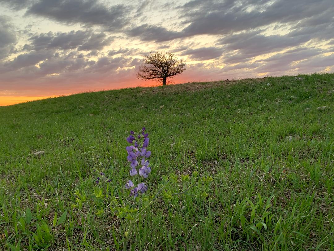 Star gazing hill covered in wildflowers.   Short hike from your camp spot.