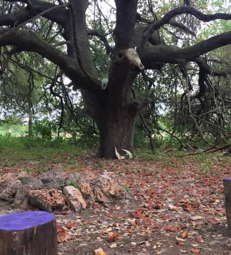 Plenty of room to hang hammocks, or place a few tents under the oak canopy. Fire pit, grill, and a few stump seats make for a cozy fireside meal.