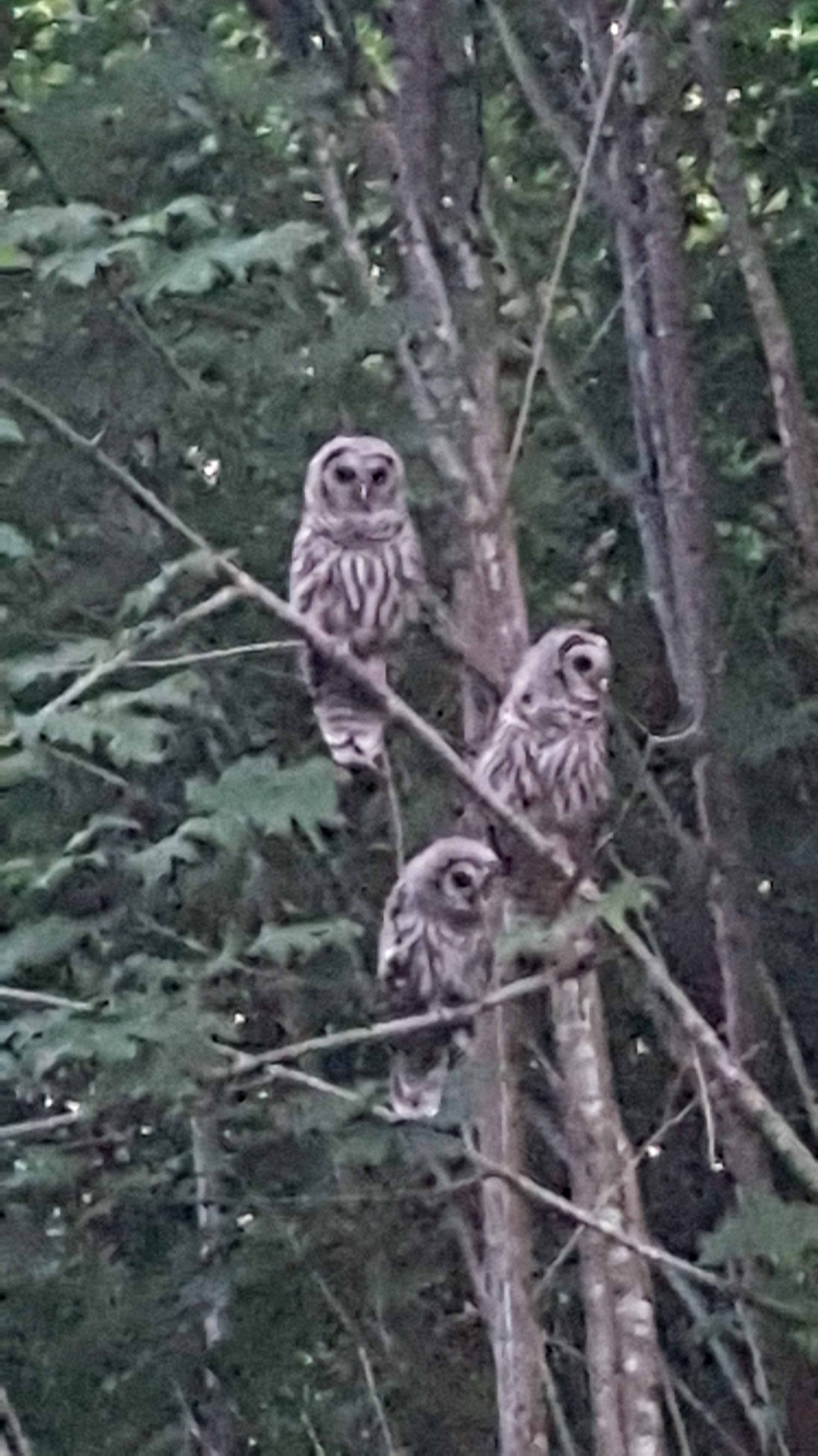 These little Owlettes  come to the new firepit  july 2020