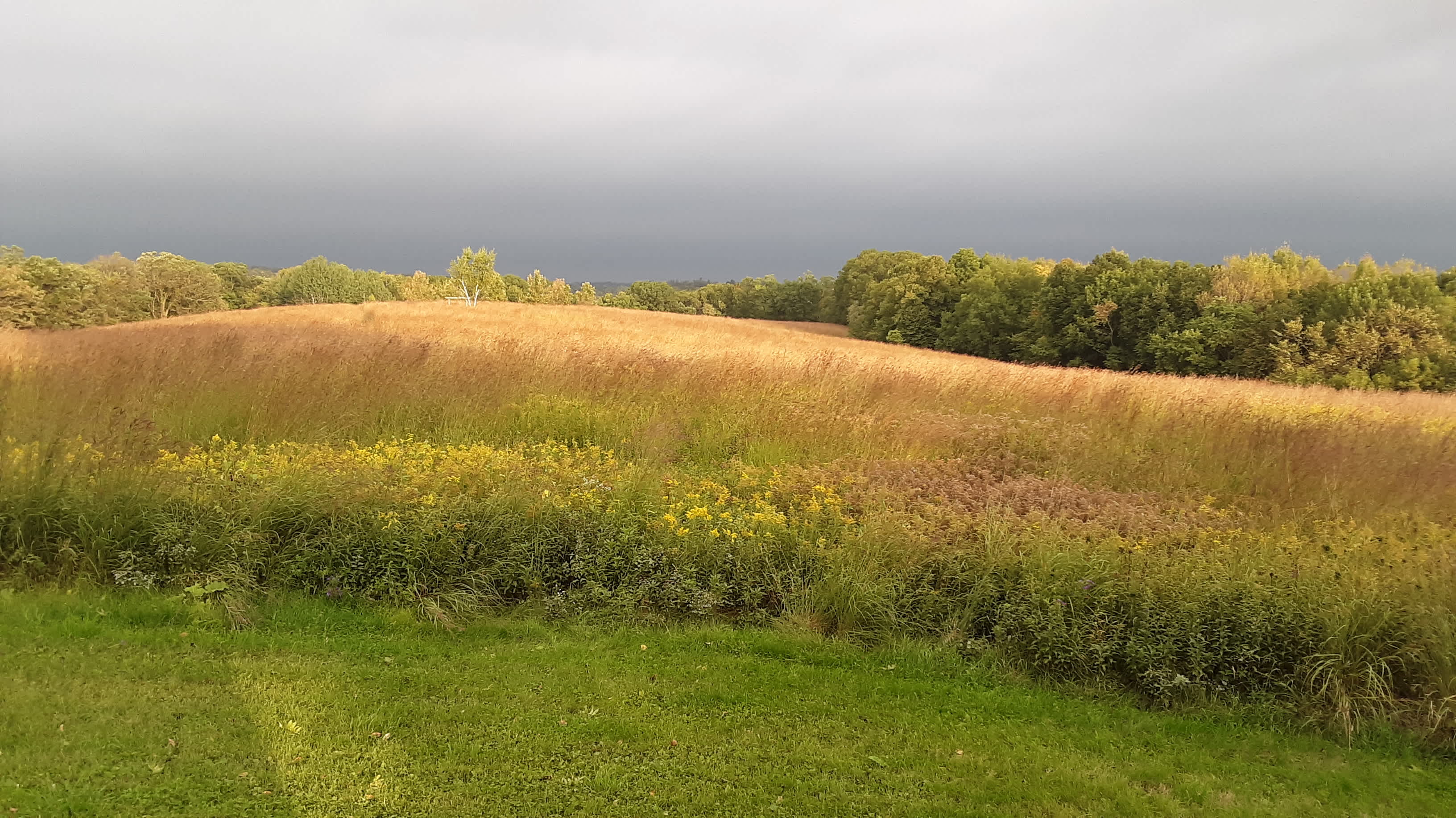 The prairie