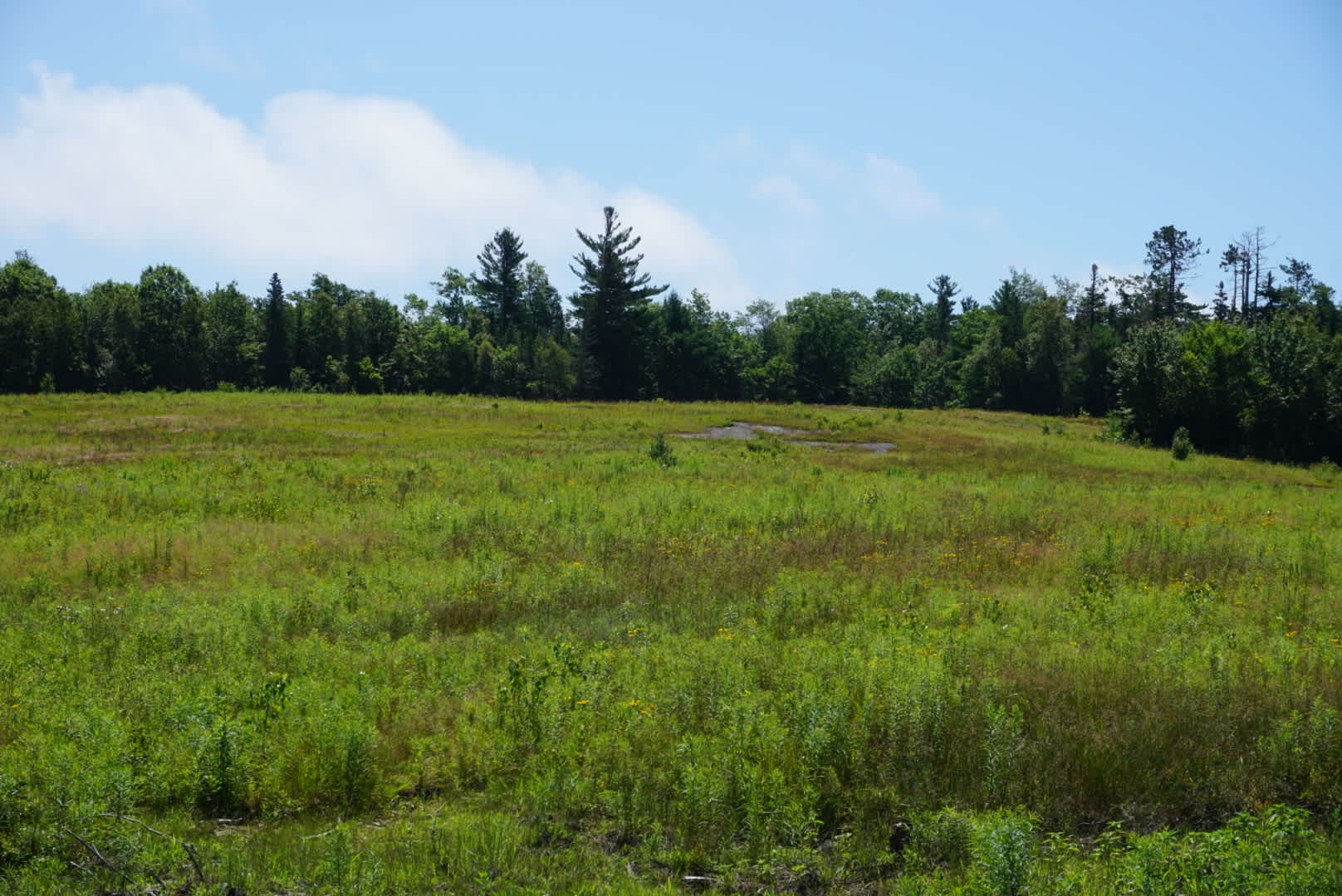 Camping field (not mowed)