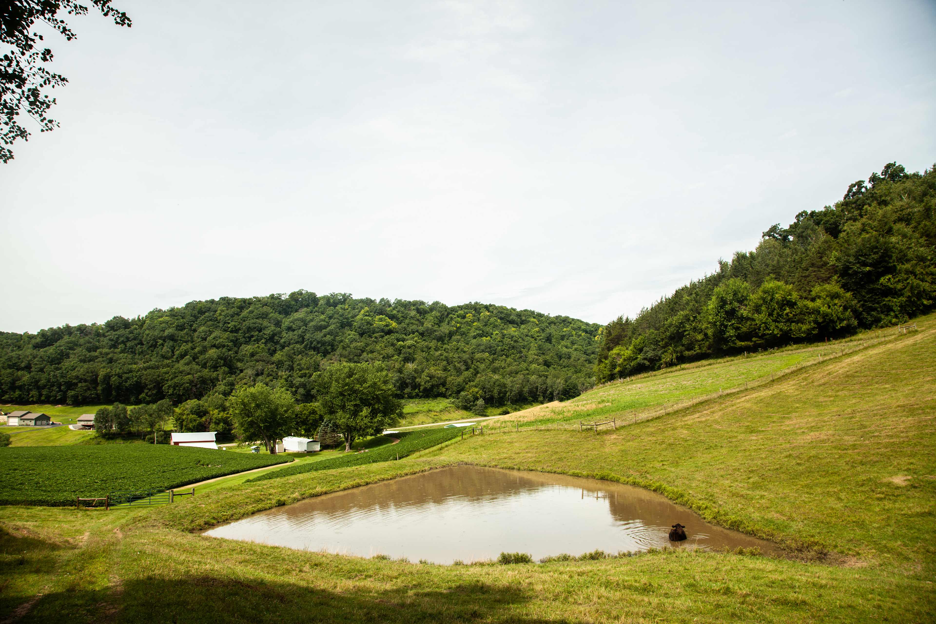 It was a pleasant surprise to find a lone cow taking a little dip on our hike out of camp.