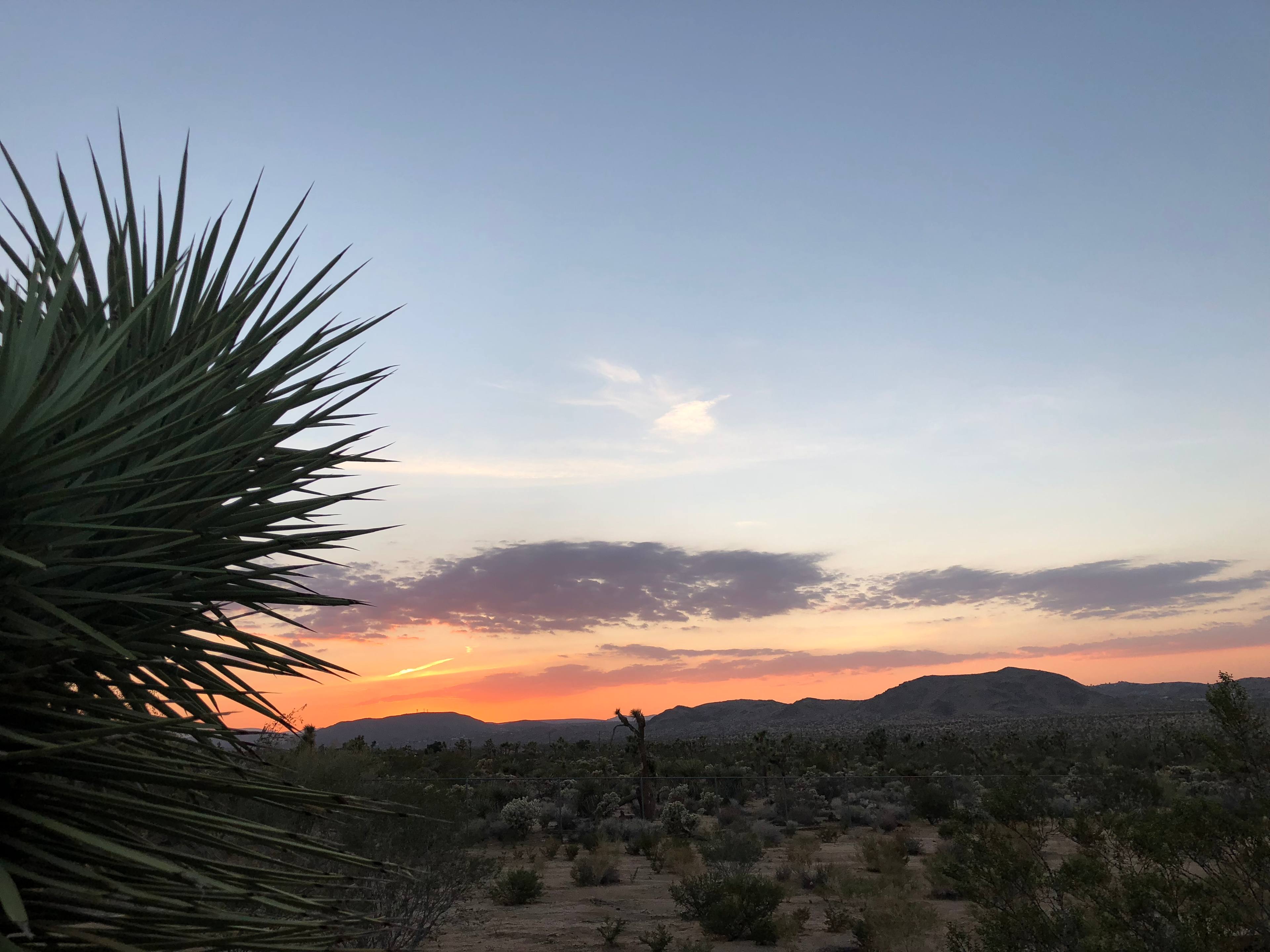 Joo L’s Joshua Tree