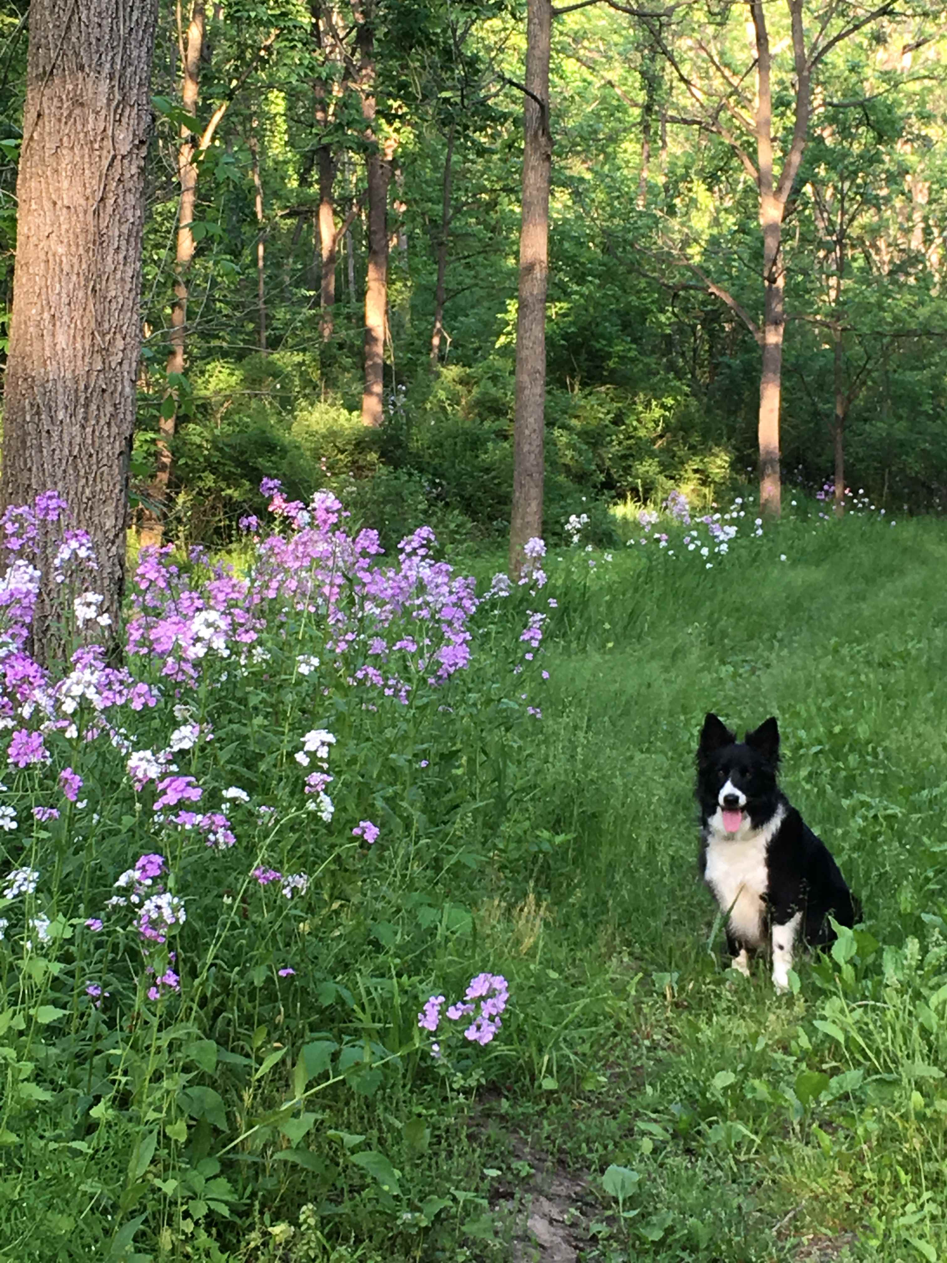 This is Lucky Dog. :) She's very friendly and will probably come say hello.