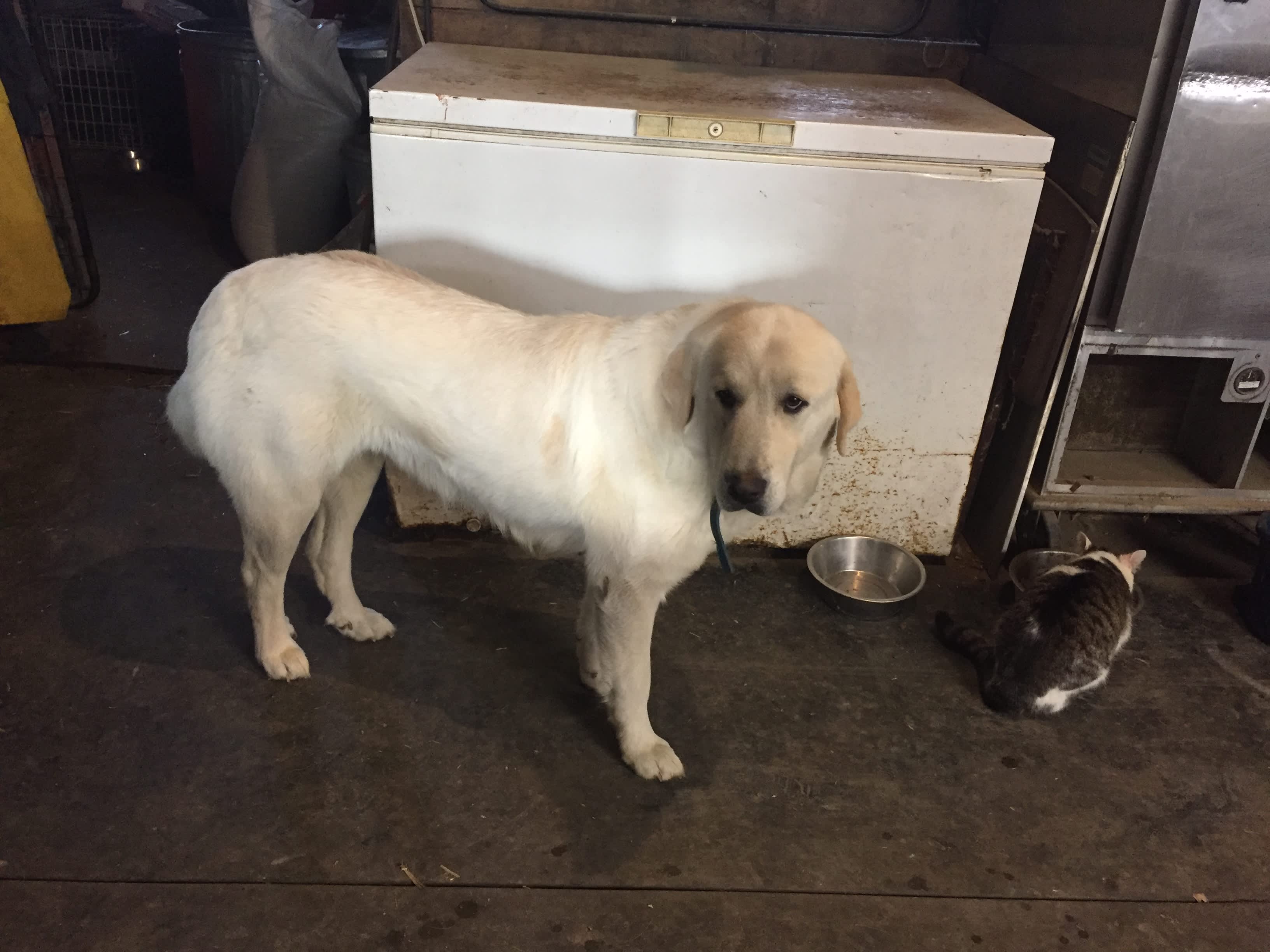 Babe, one of our Great Pyrenees dogs.