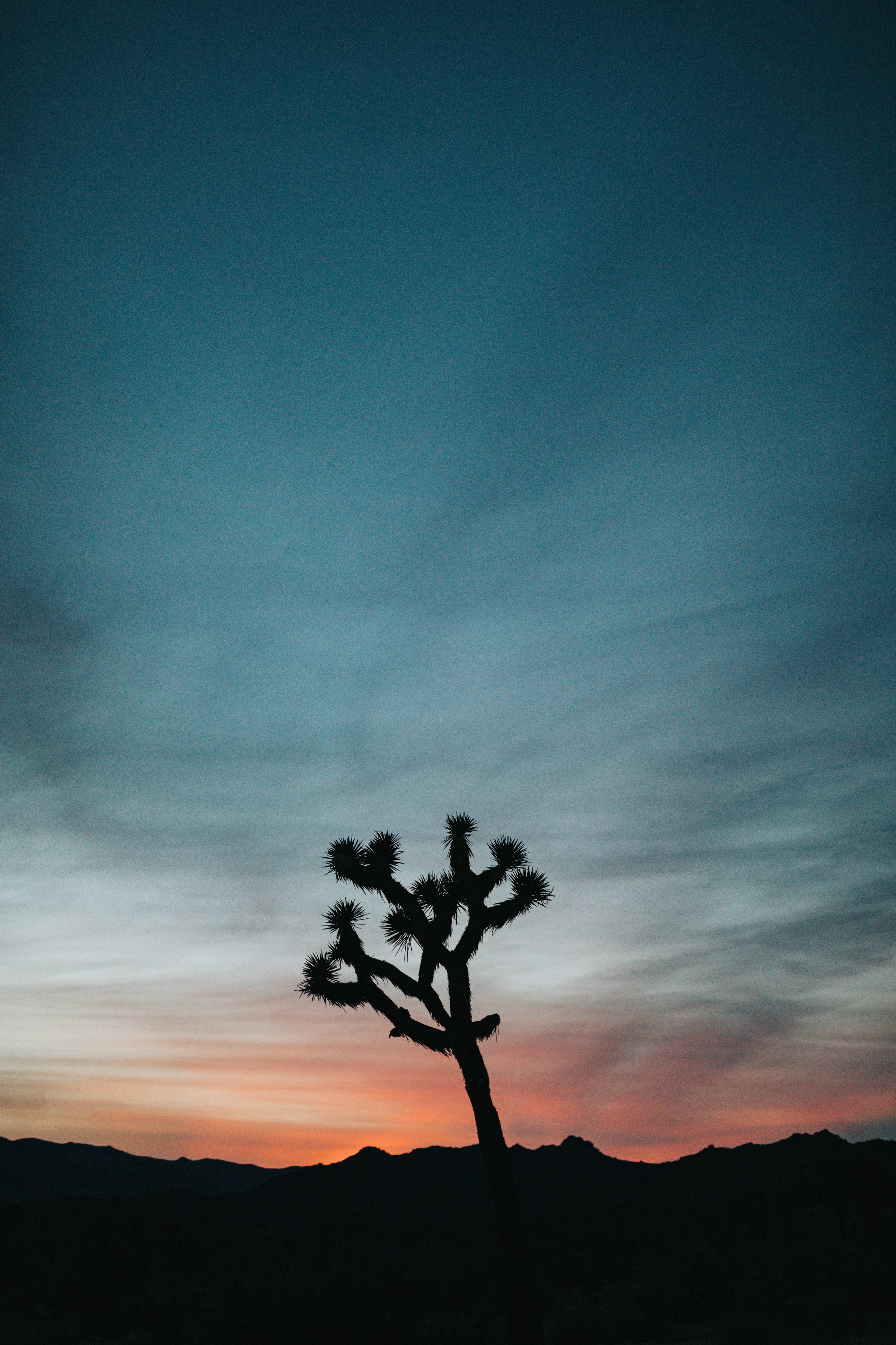 Joshua Tree National Park located a short drive from Rancho Mama.